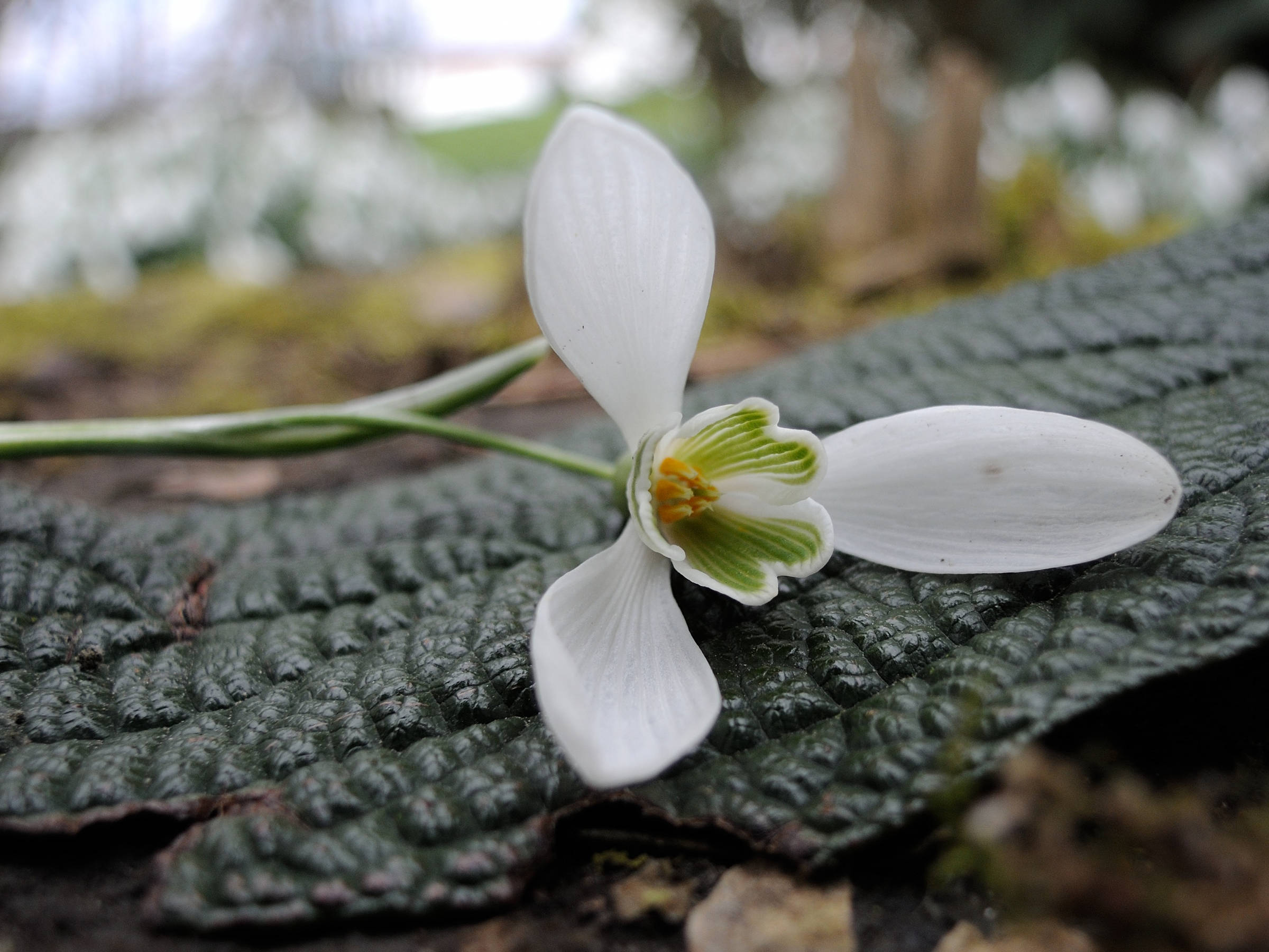 galanthus_nivalis3md