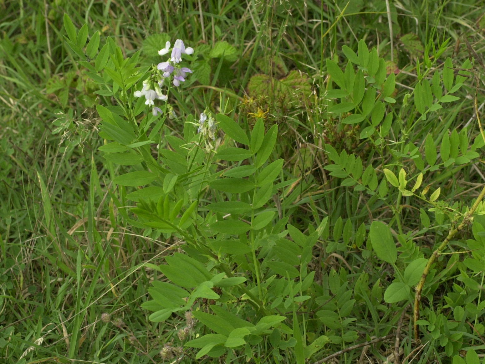 Afficher le média galega_officinalis1bmd galega_officinalis1bmd