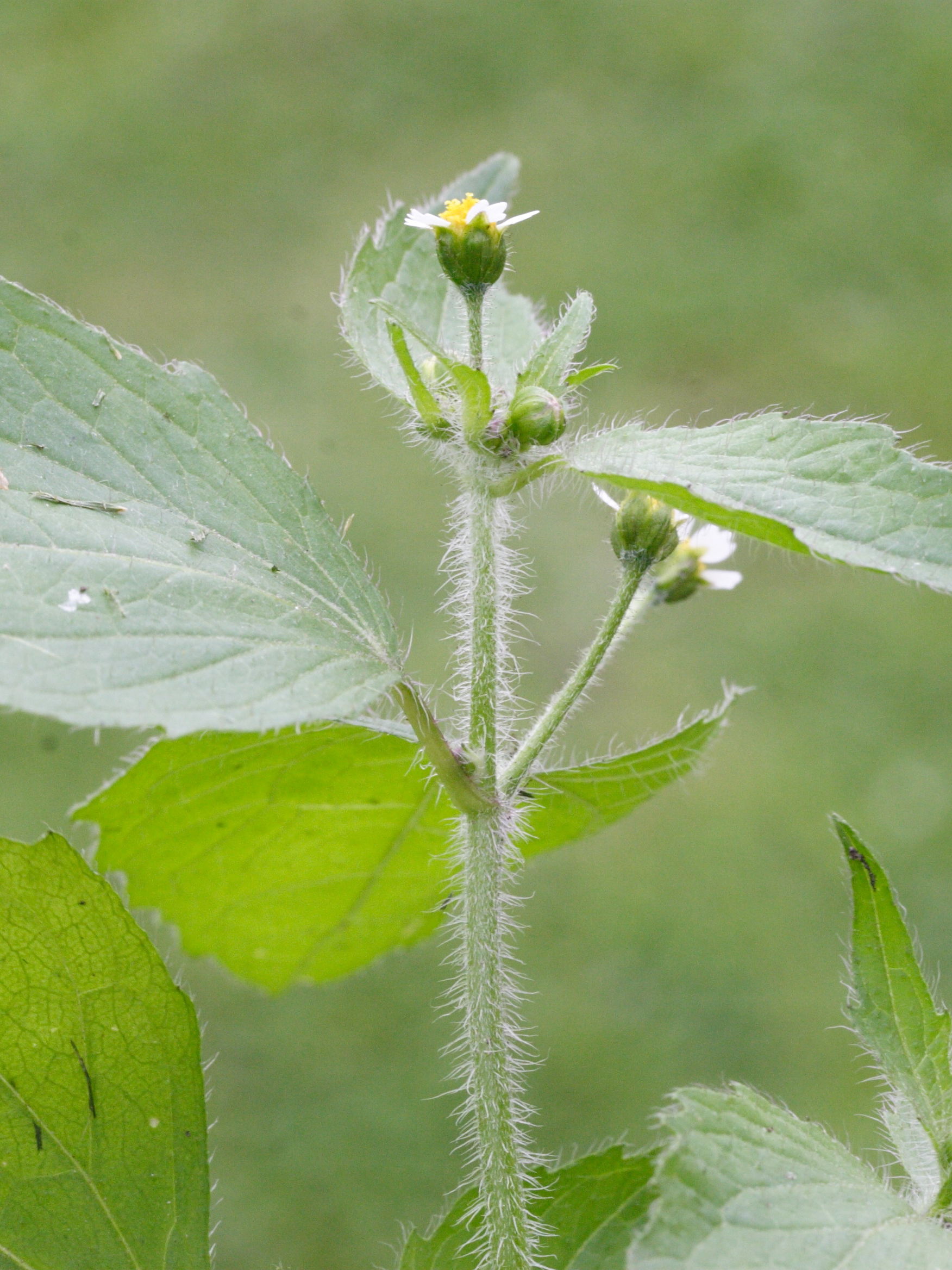 galinsoga_ciliata3md