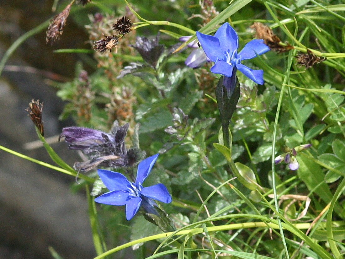 gentiana_bavarica2bmd