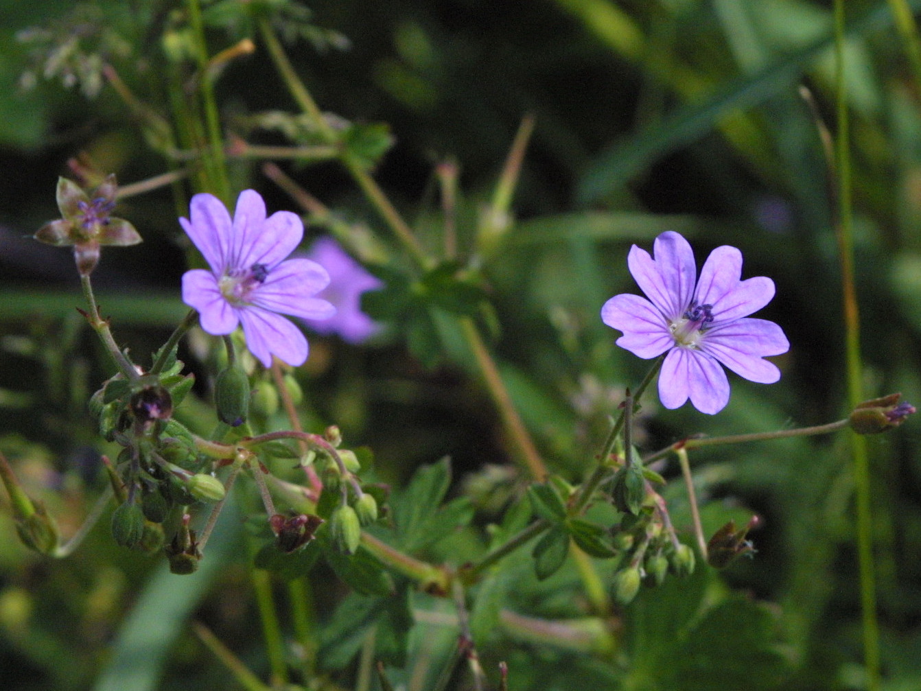 geranium_pyrenaicum4md