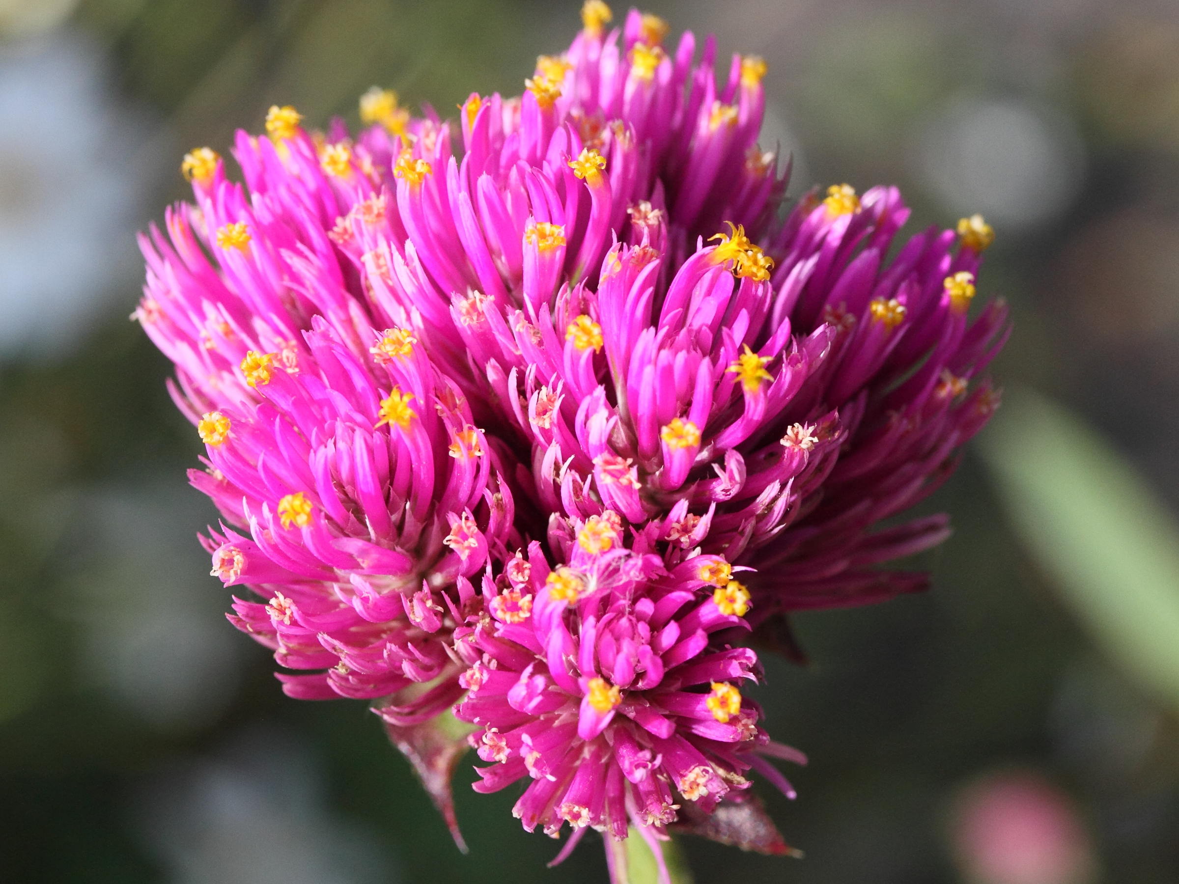 gomphrena_globosa1md