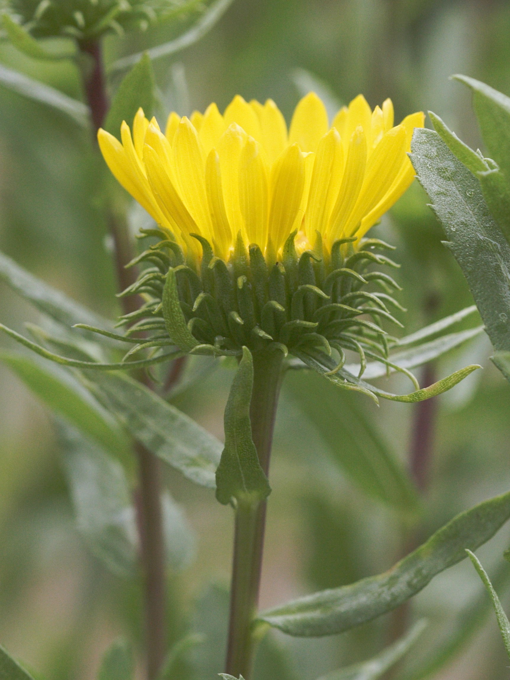 grindelia_robusta3md