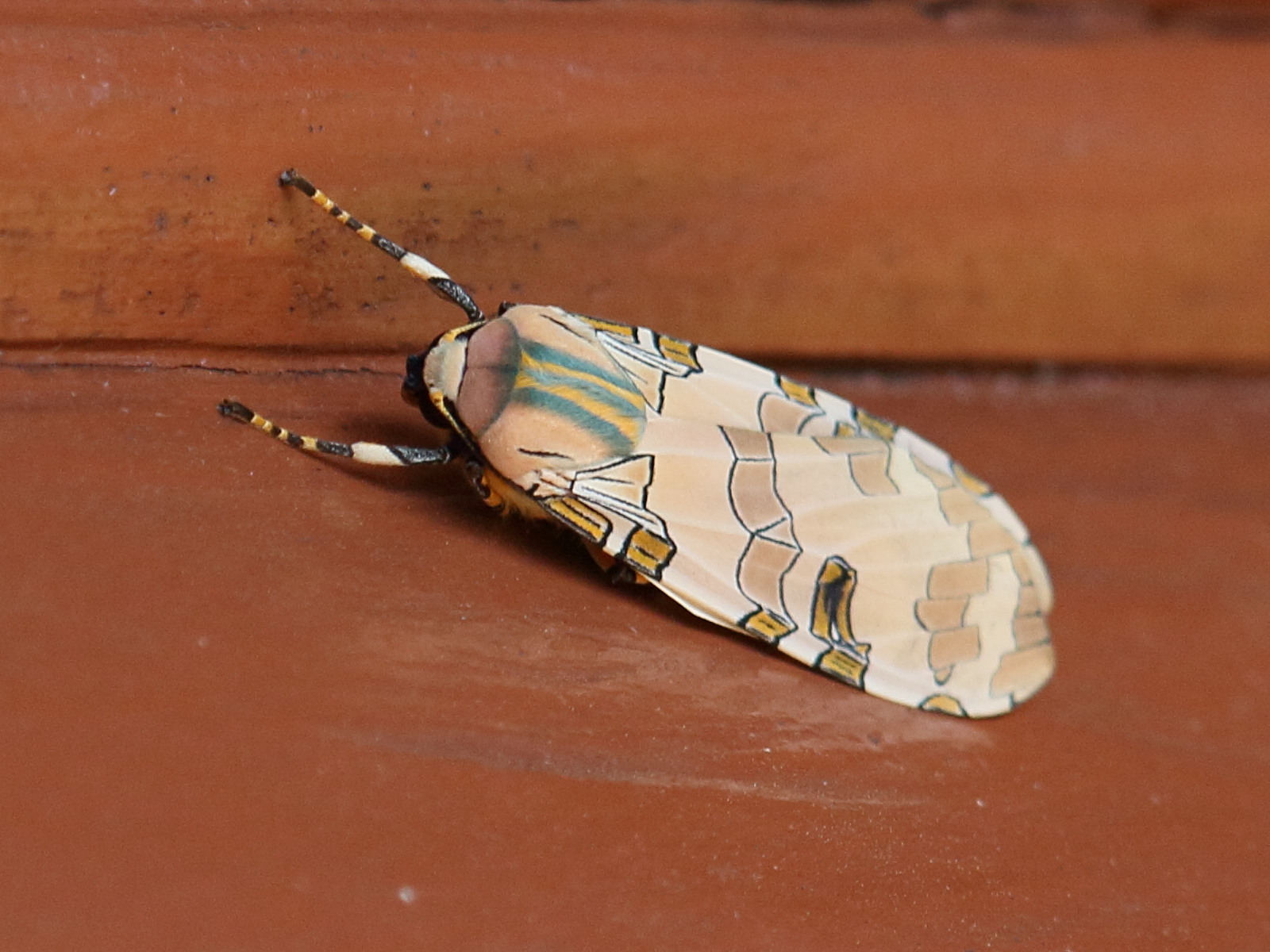 halysidota_orientalis2bd