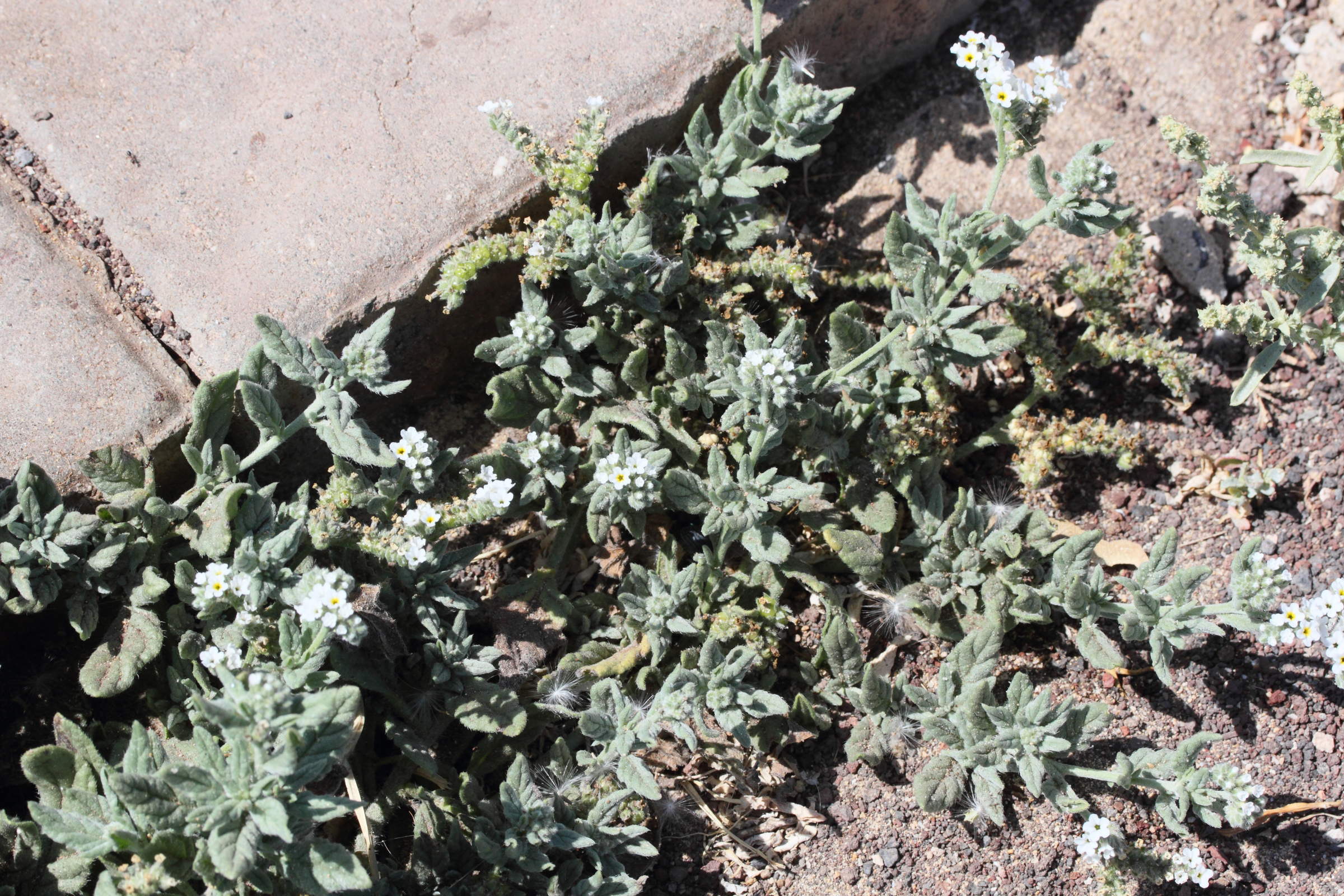 heliotropium_ramosissimum1amd