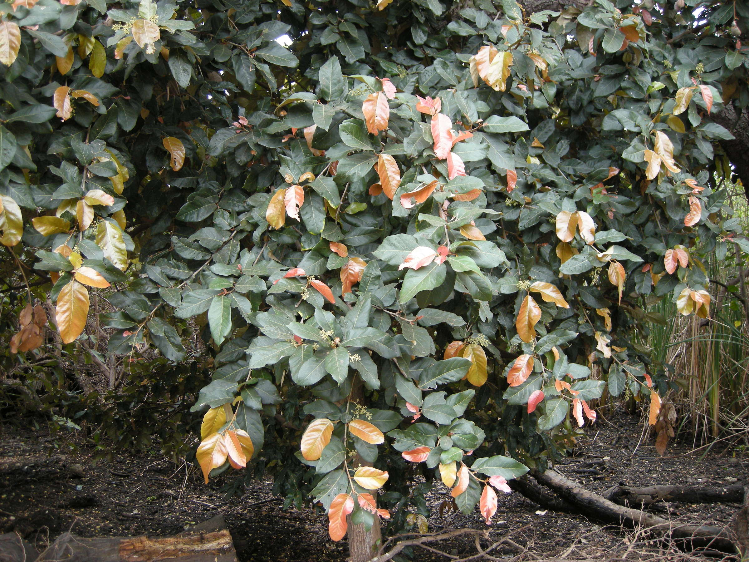 heritiera_littoralis5md