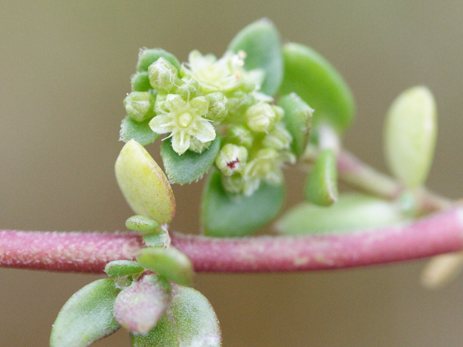 herniaria_ciliolata2md