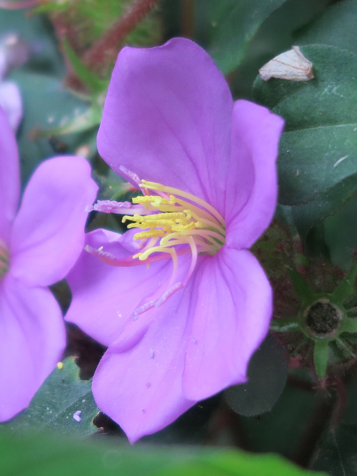 Afficher le média heterotis_rotundifolia4md heterotis_rotundifolia4md