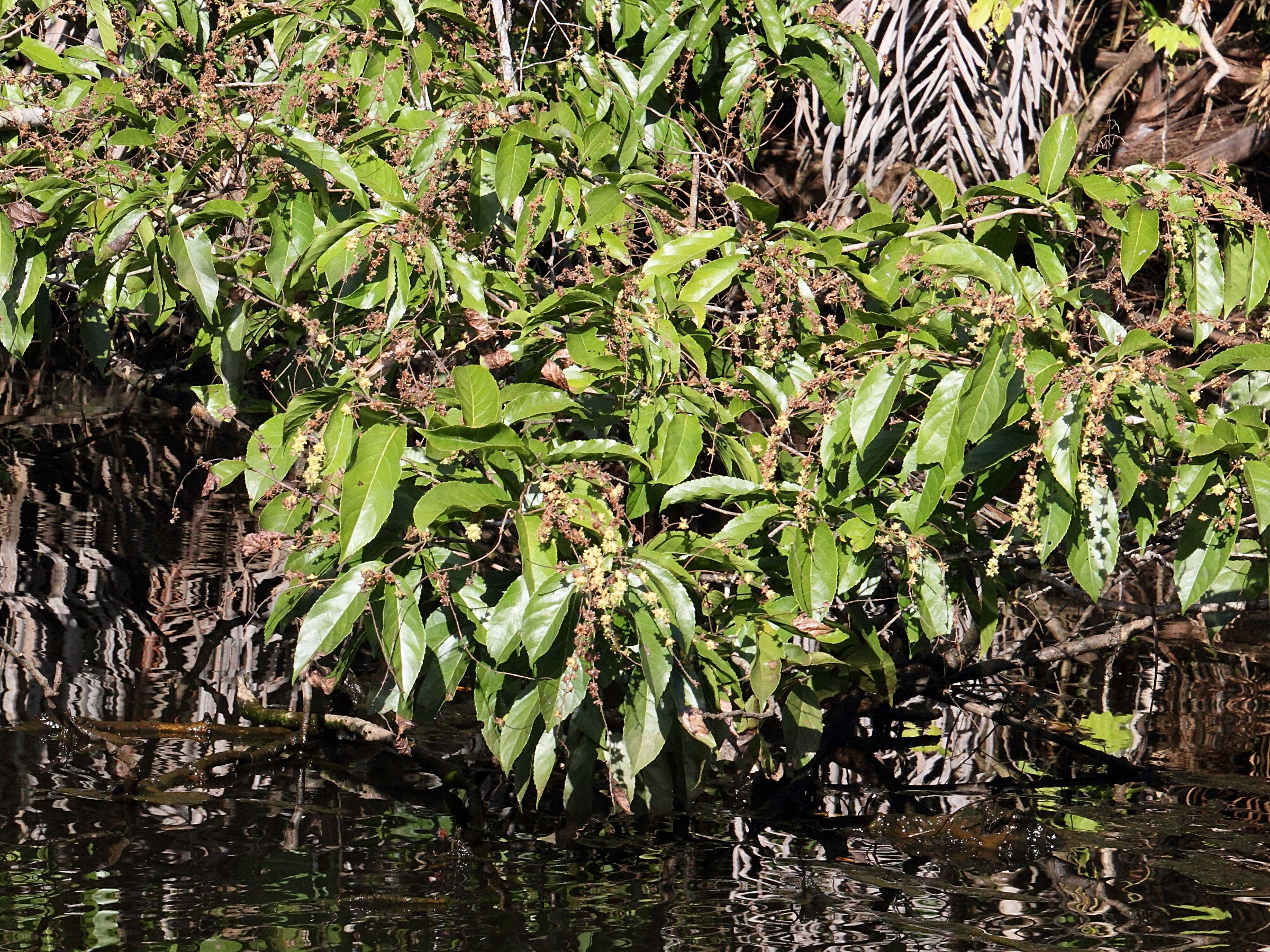 Afficher le média homalium_guianense1md homalium_guianense1md