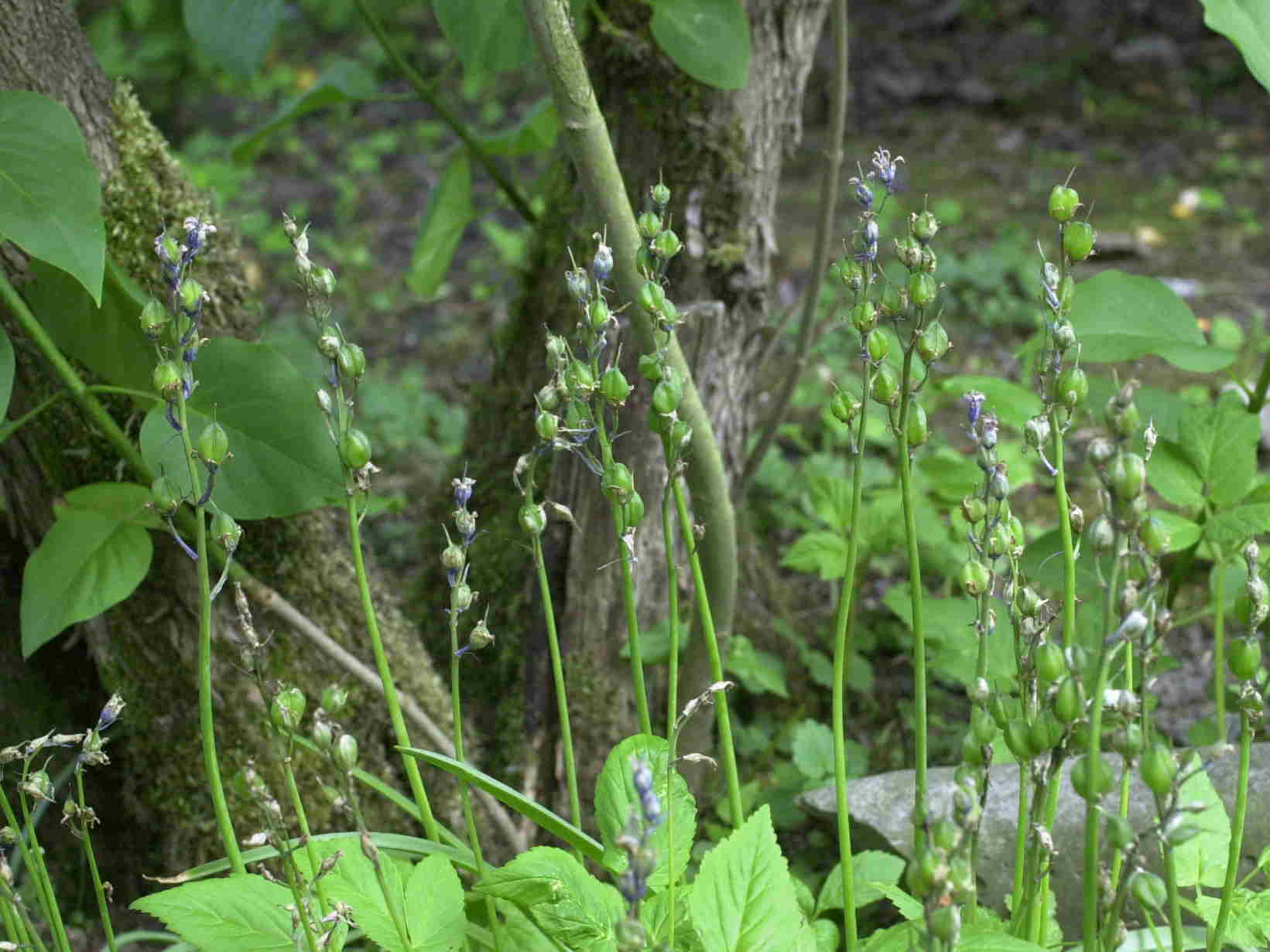 Afficher le média Hyacinthoides_non-scripta ssp. non-scripta Hyacinthoides_non-scripta ssp. non-scripta