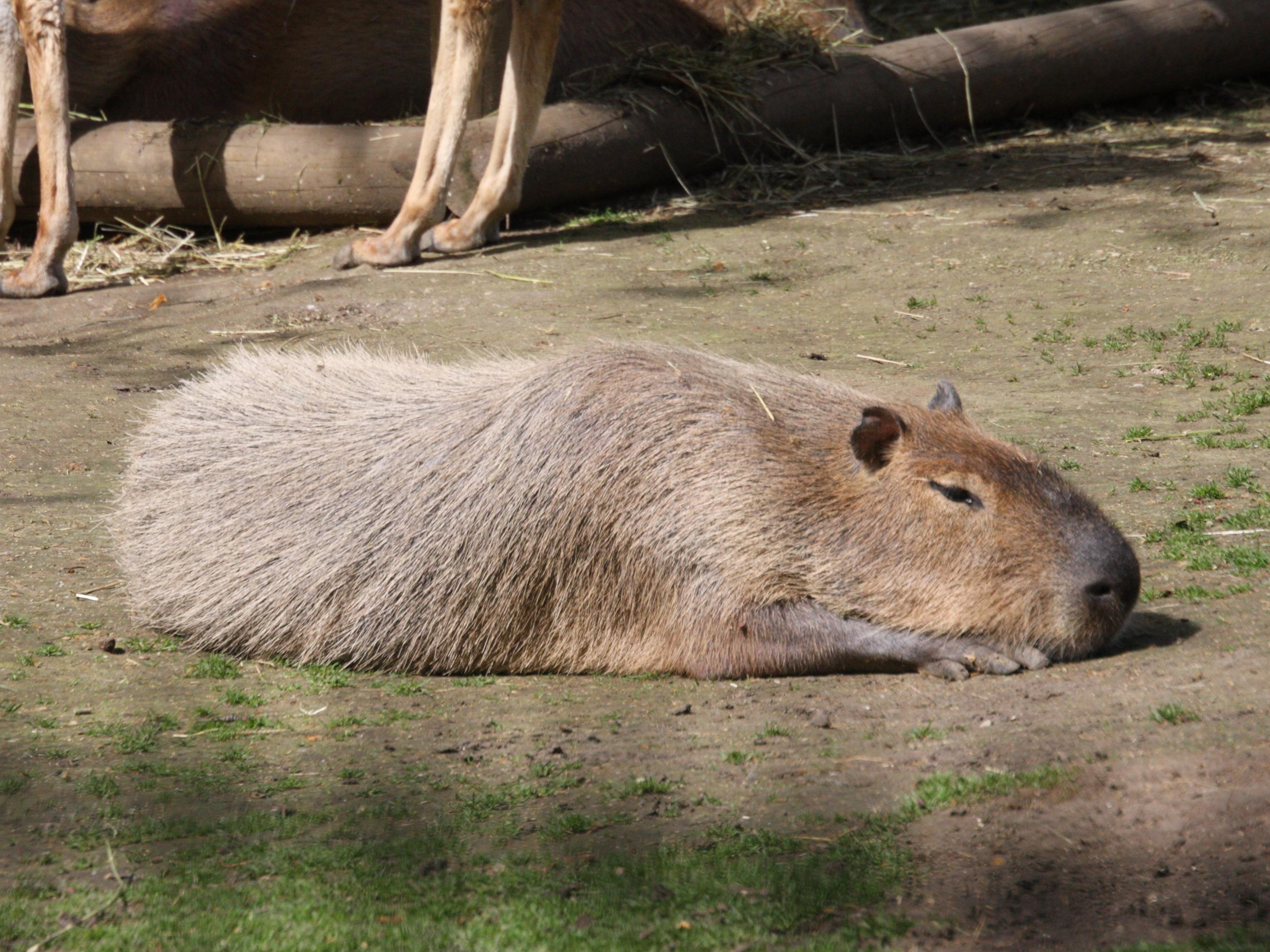 Hydrochaeris_hydrochaeris