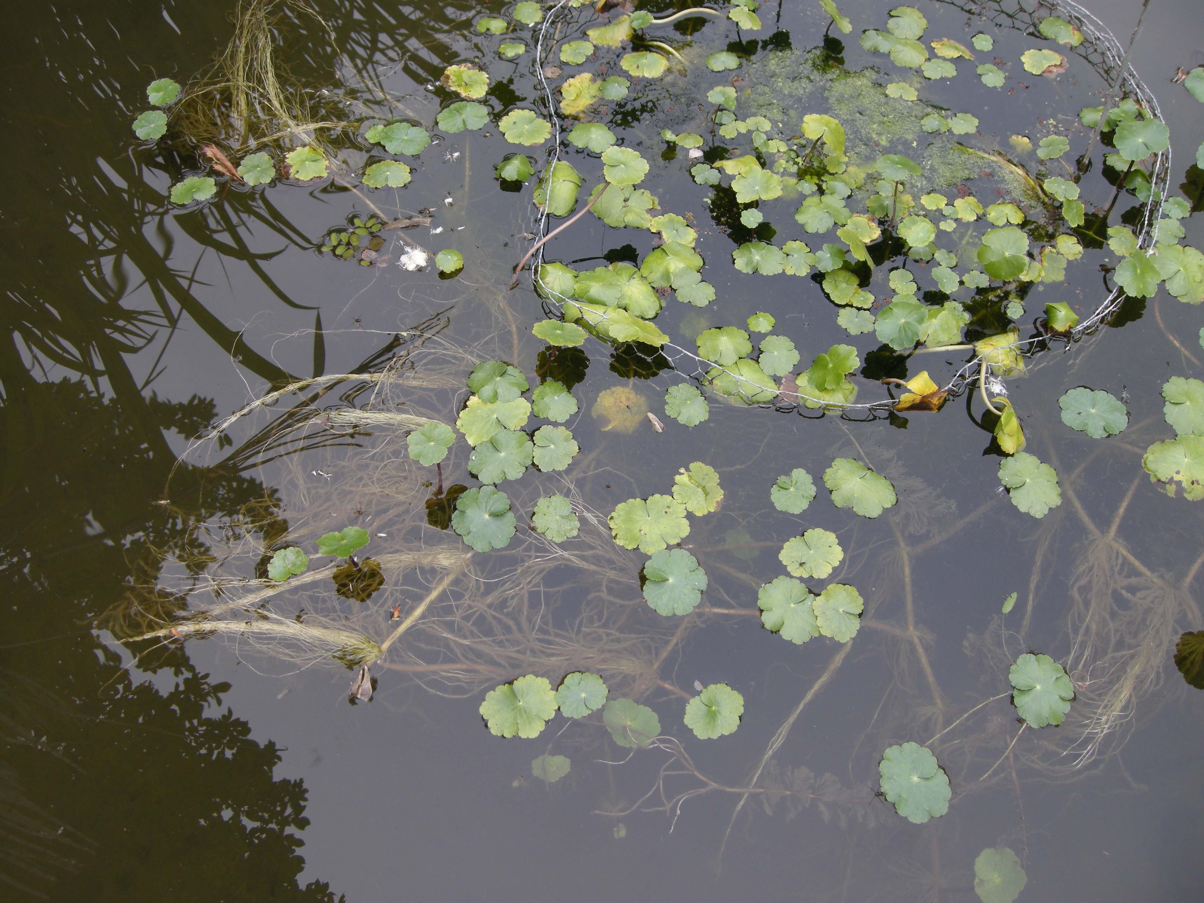 hydrocotyle_bonariensis1bd