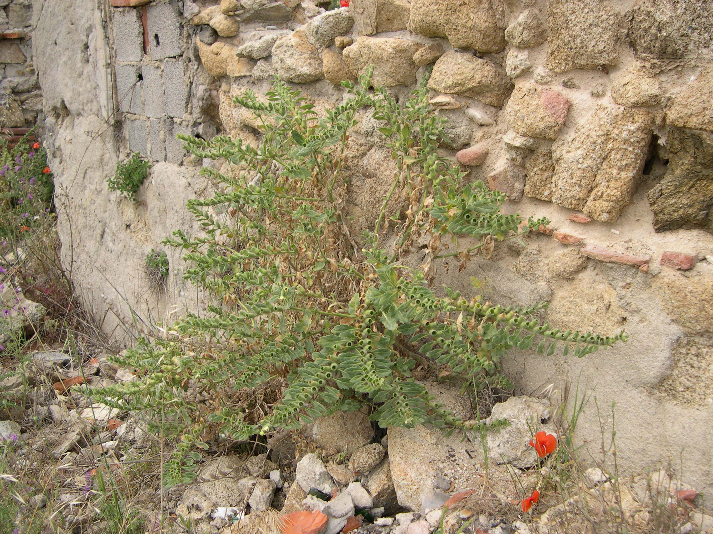 Afficher le média hyoscyamus_albus2md hyoscyamus_albus2md