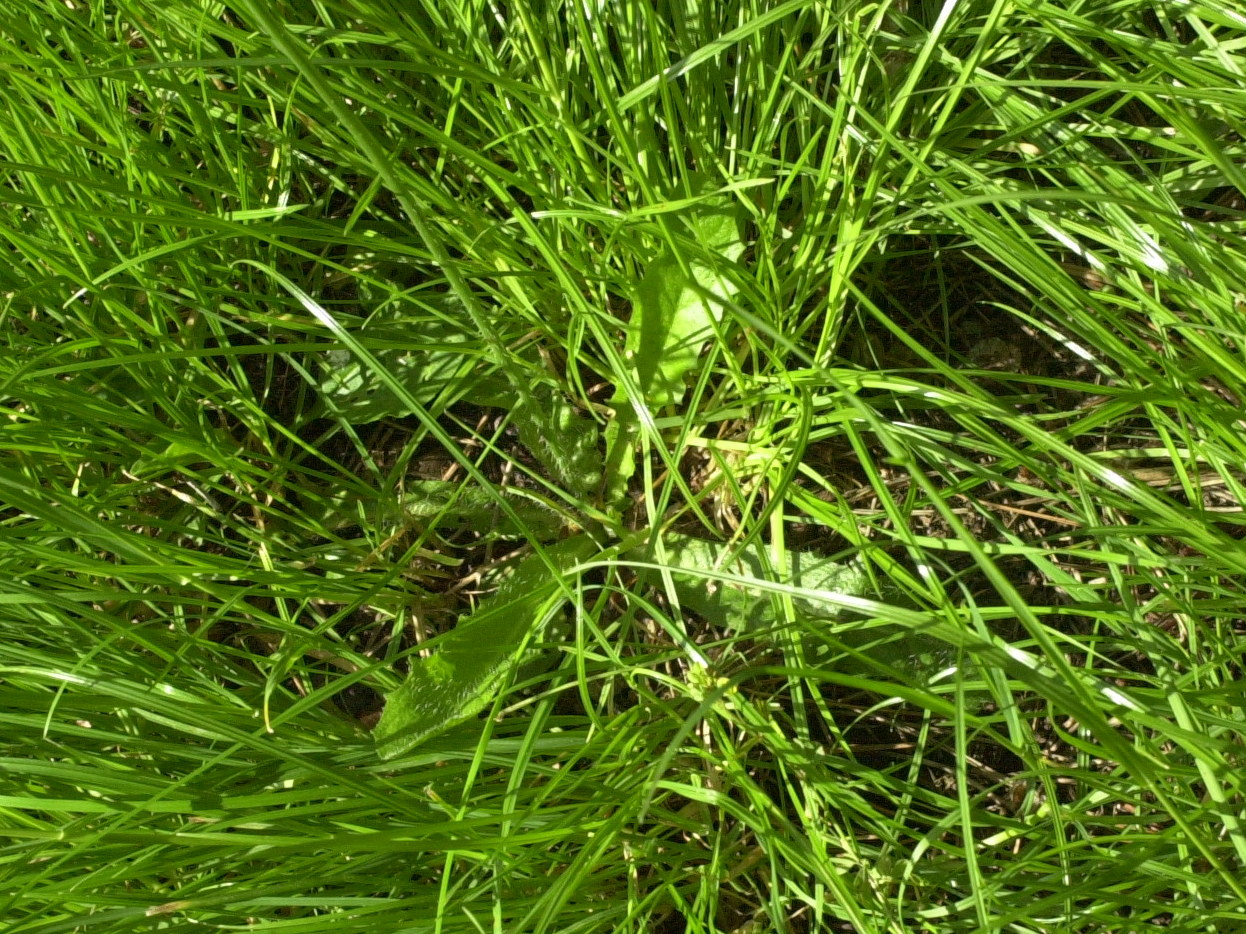 Afficher le média hypochaeris_radicata2md hypochaeris_radicata2md