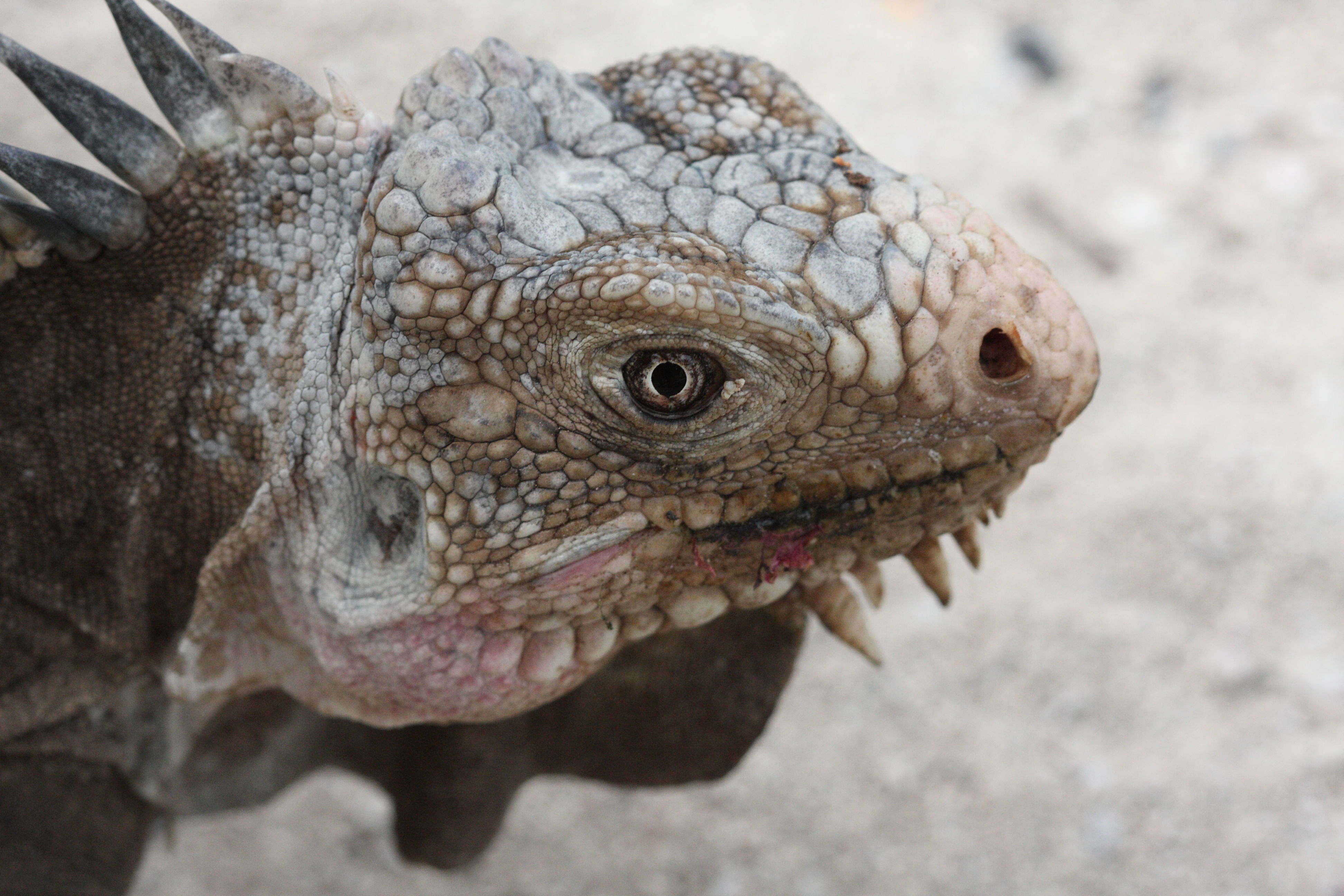 iguana_delicatissima2md