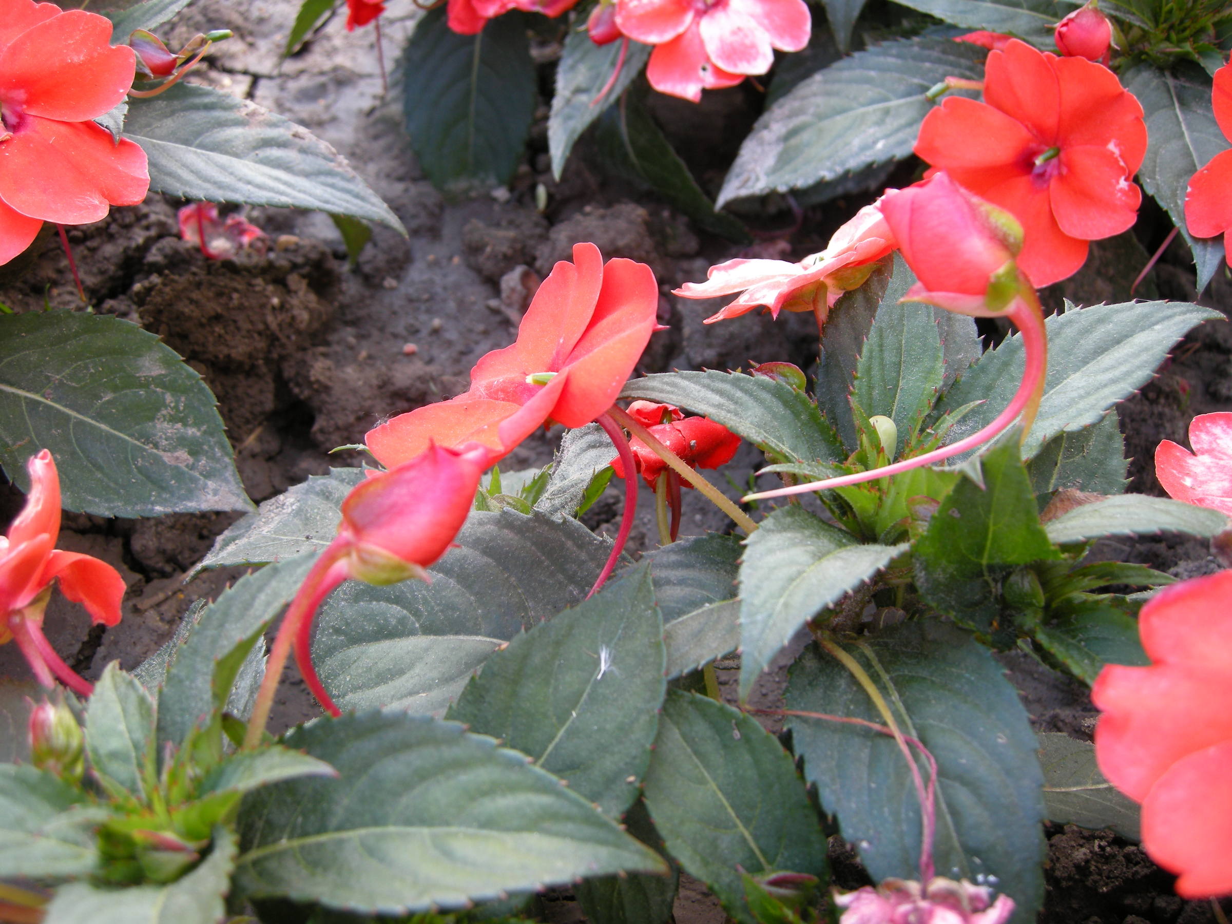 Afficher le média impatiens_hawkeri3md impatiens_hawkeri3md