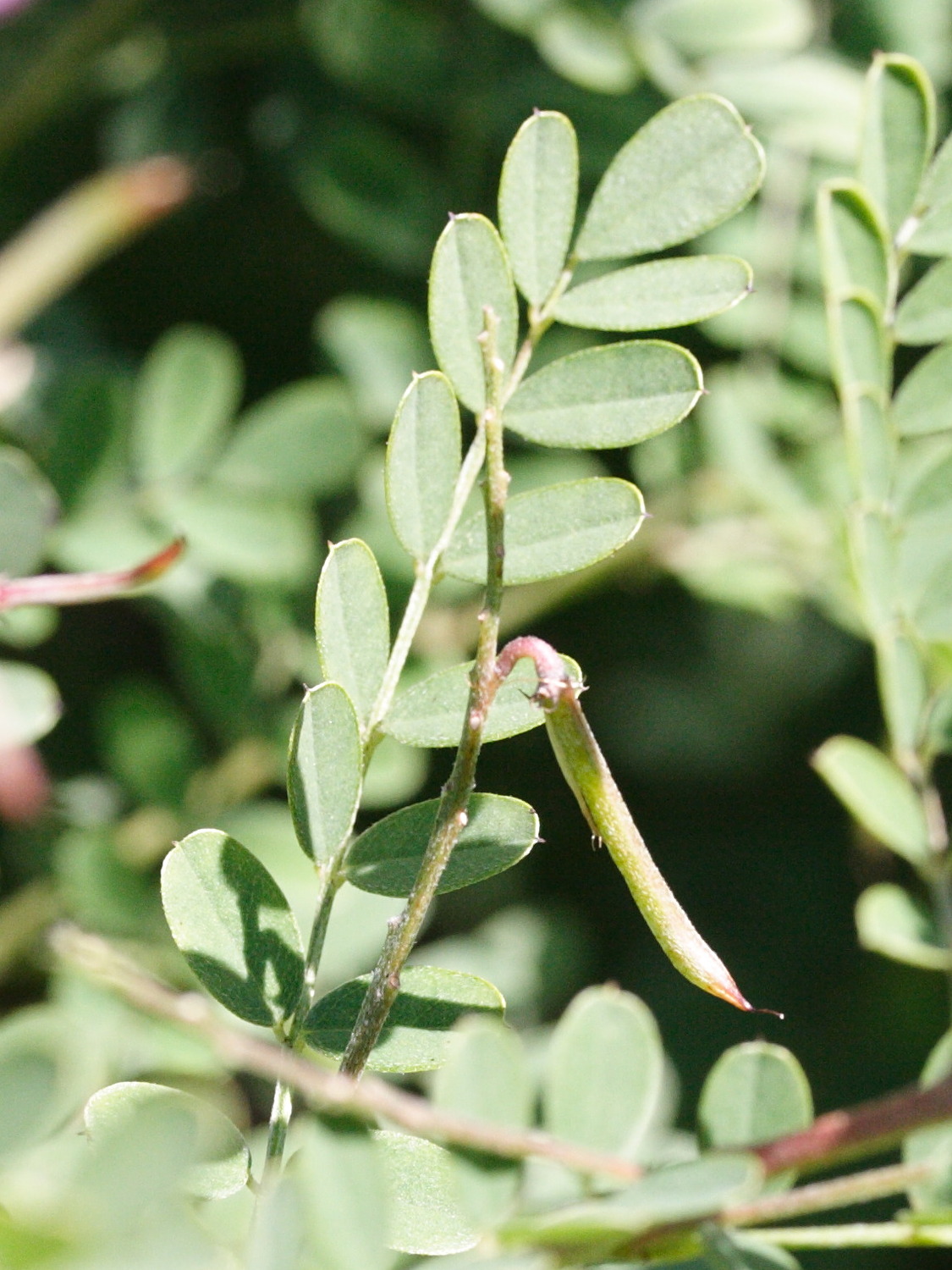 indigofera_gerardiana3md
