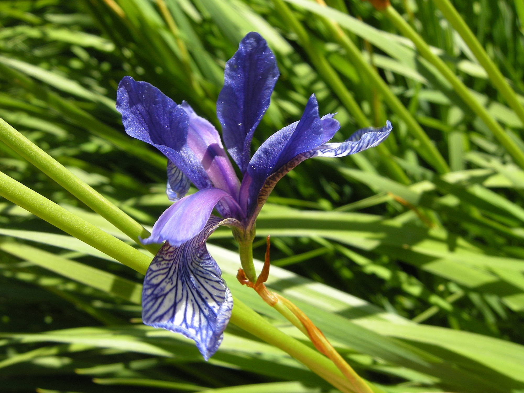 iris_sibirica2md
