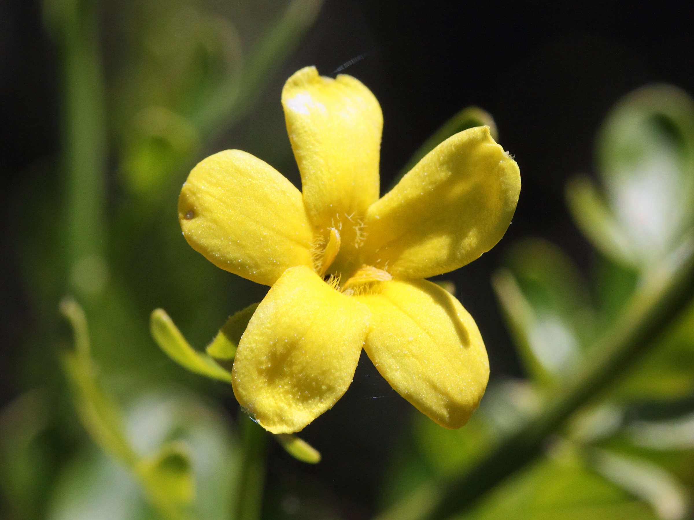 jasminum_fruticans5md