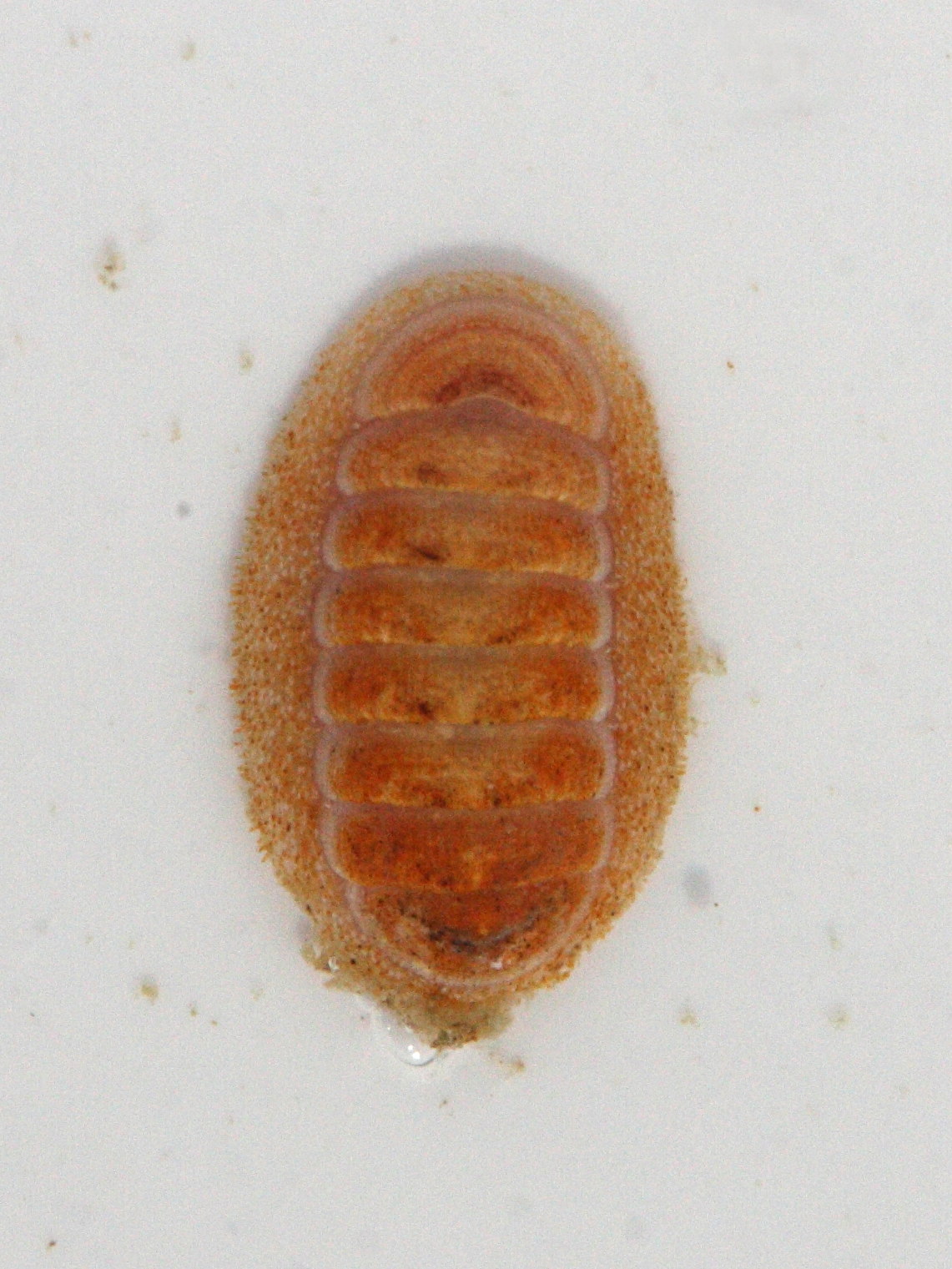 leptochiton_scabridus1md