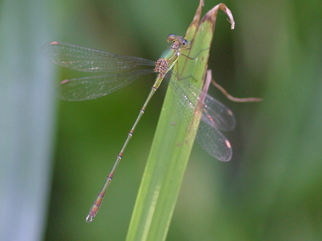 Lestes_viridis