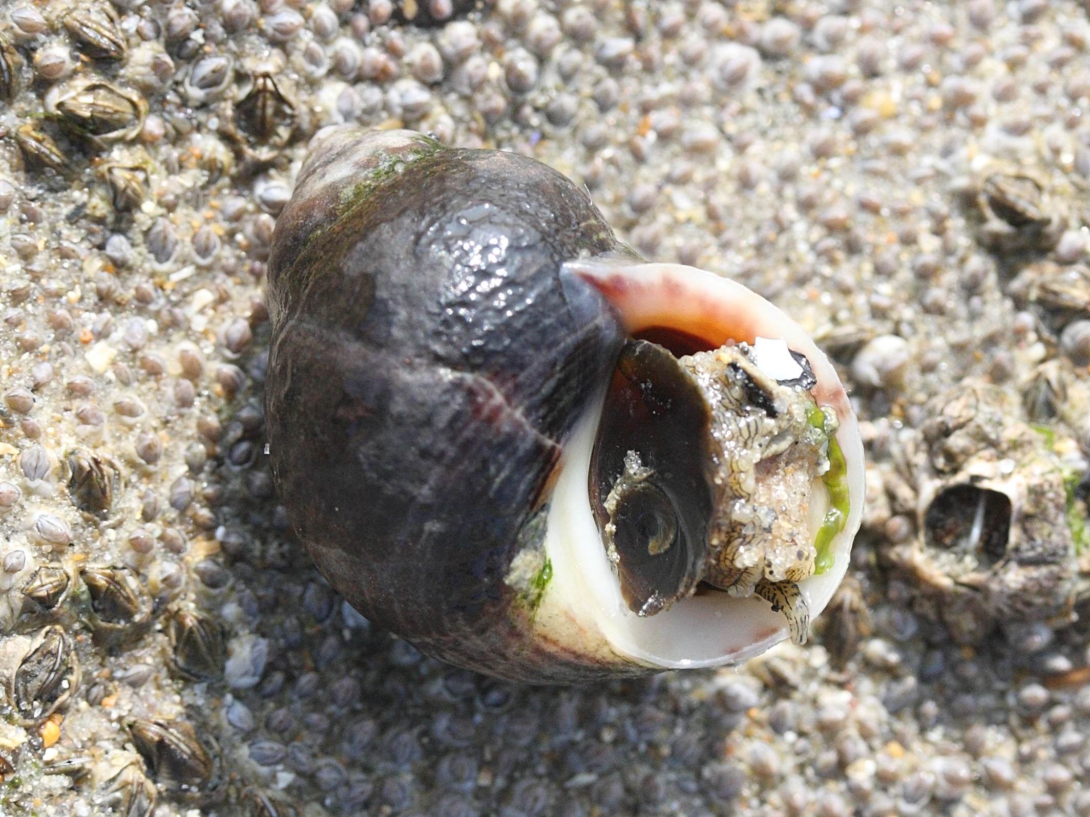 Afficher le média littorina_littorea4md littorina_littorea4md