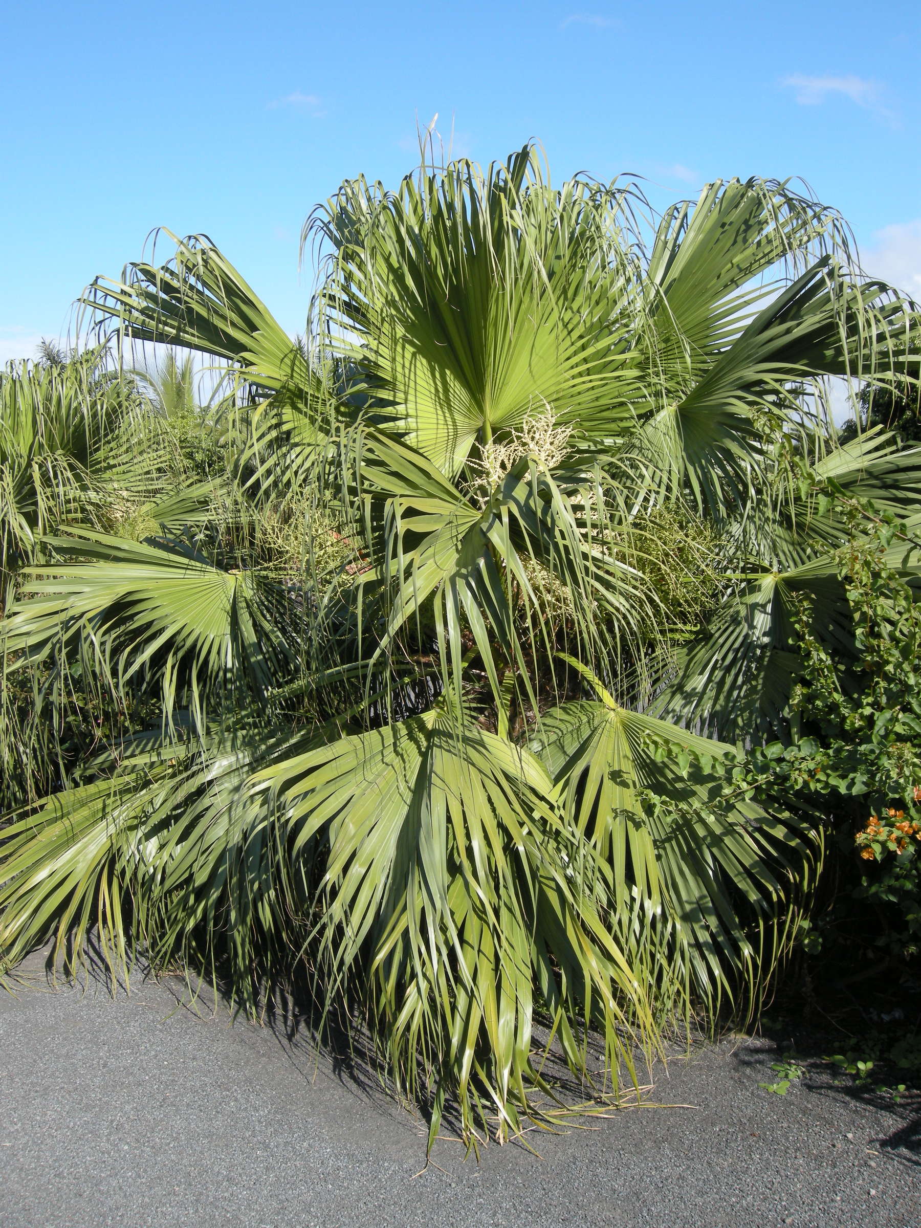 Afficher le média livistona_chinensis3md livistona_chinensis3md