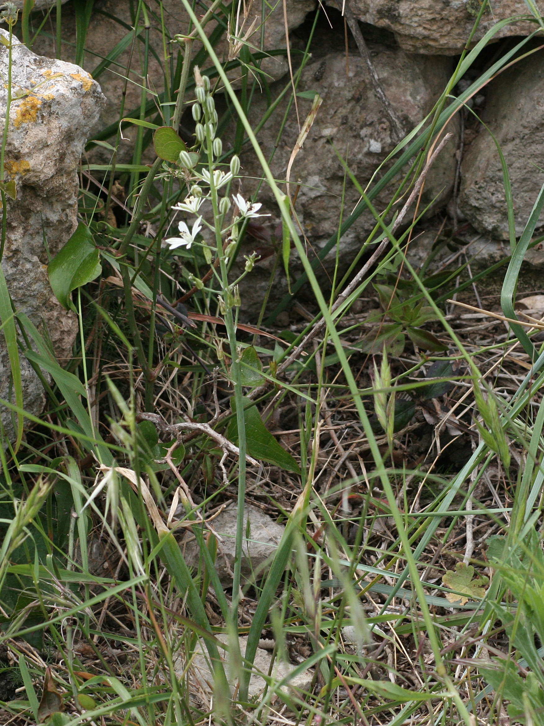Afficher le média Loncomelos_narbonense Loncomelos_narbonense