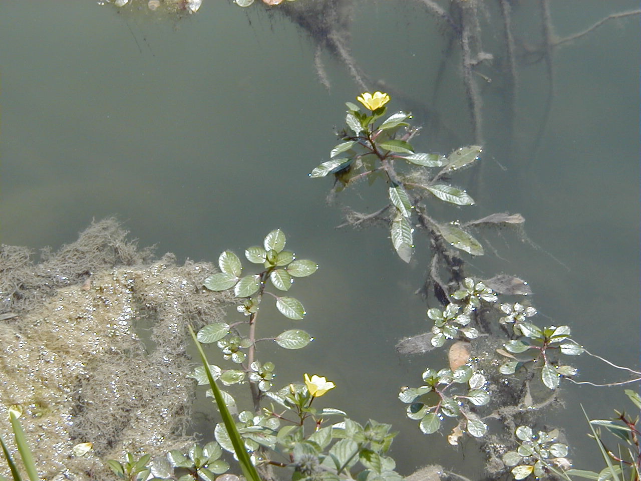 Afficher le média ludwigia_peploides3md ludwigia_peploides3md