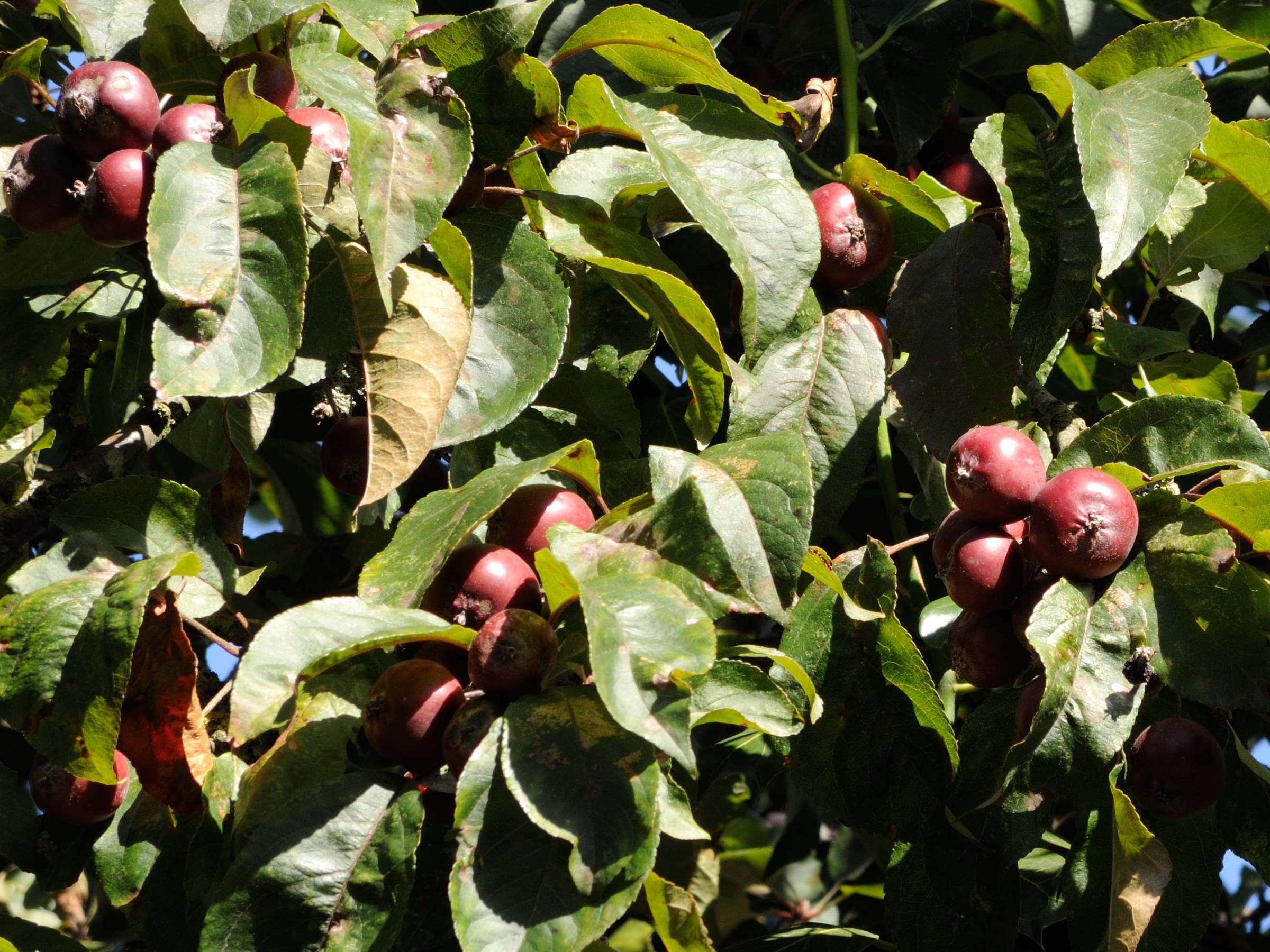 Afficher le média malus_x_purpurea3md malus_x_purpurea3md