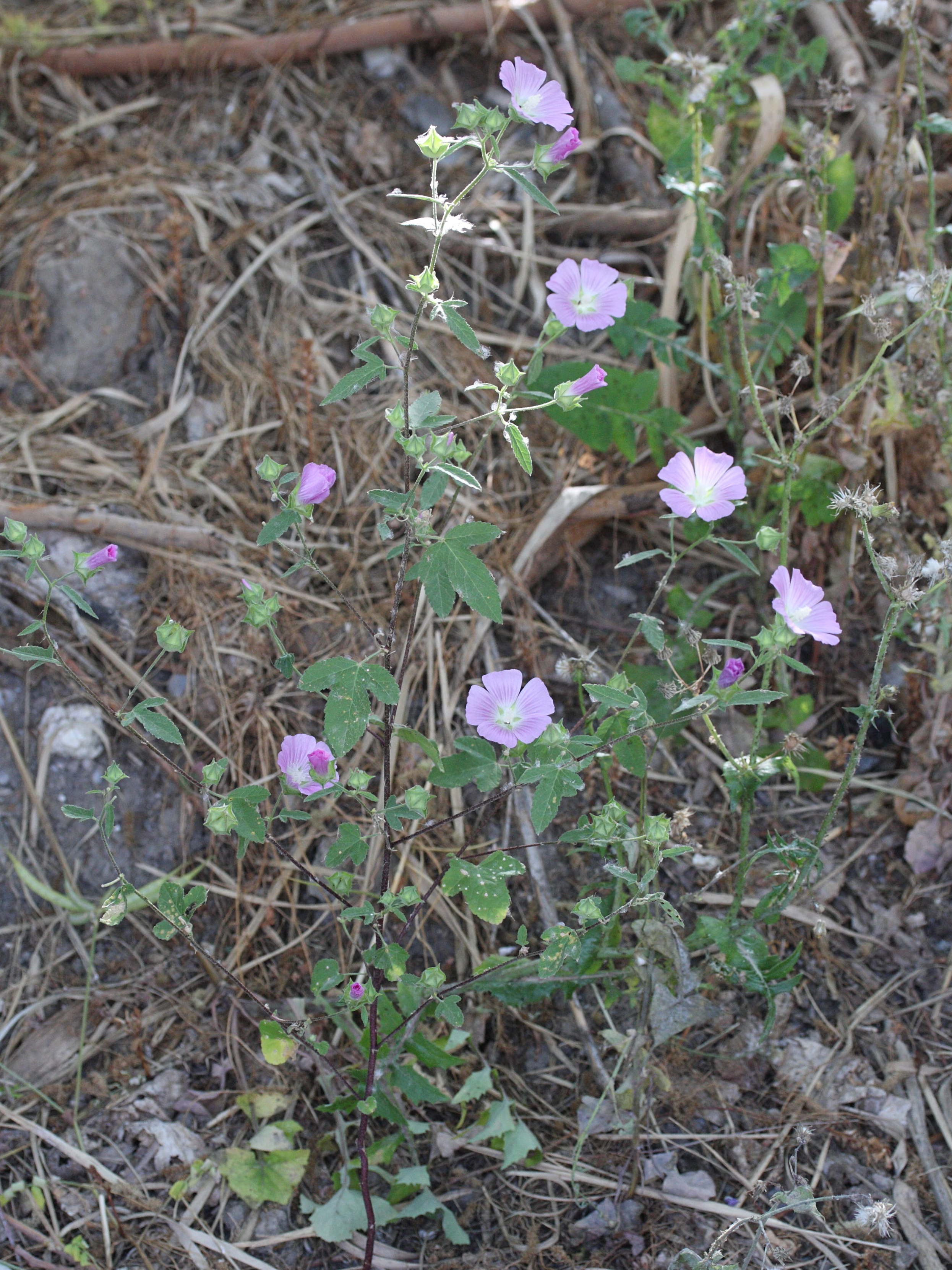 malva_cretica_cretica1md