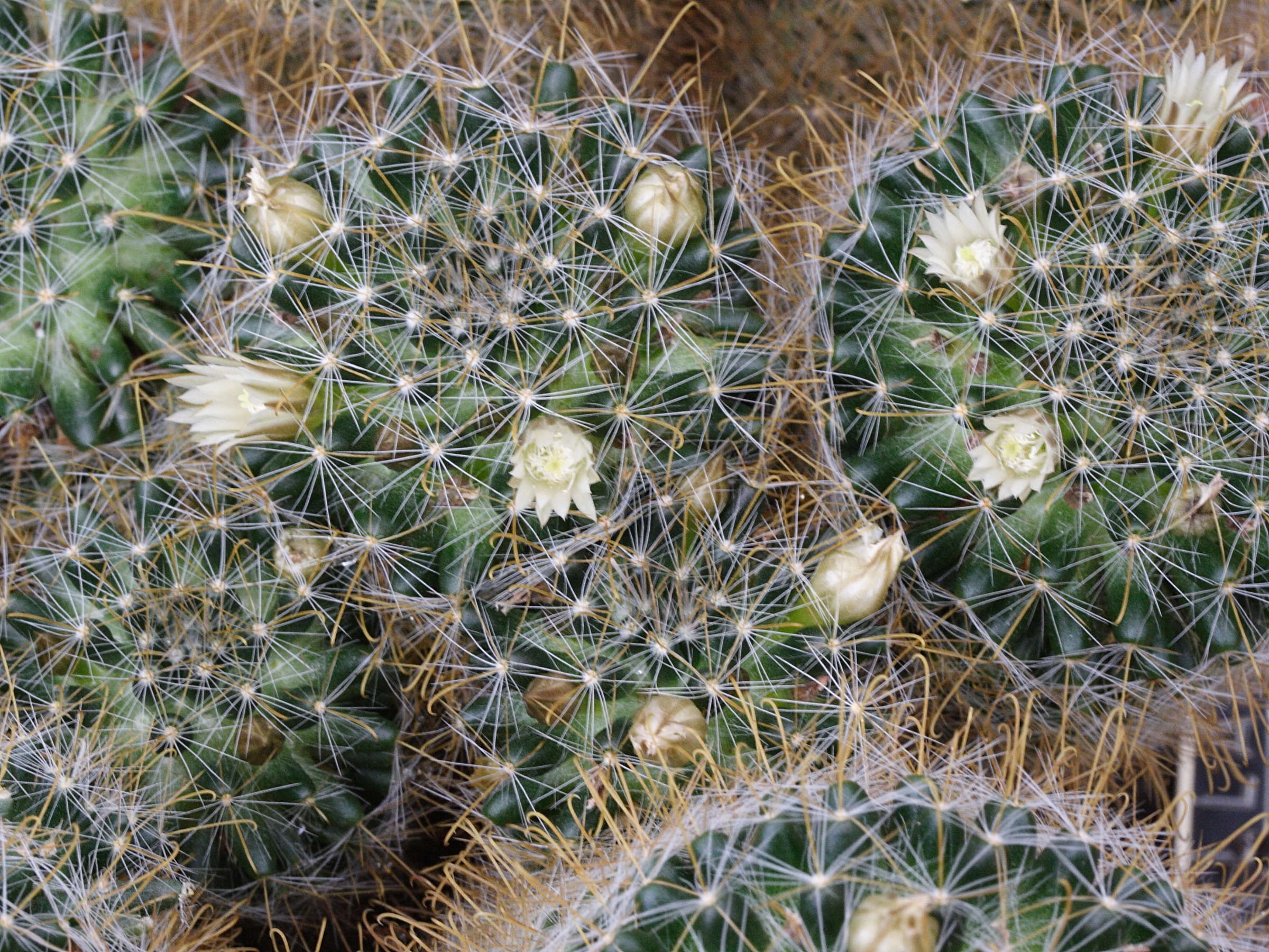 mammillaria_crinita1md