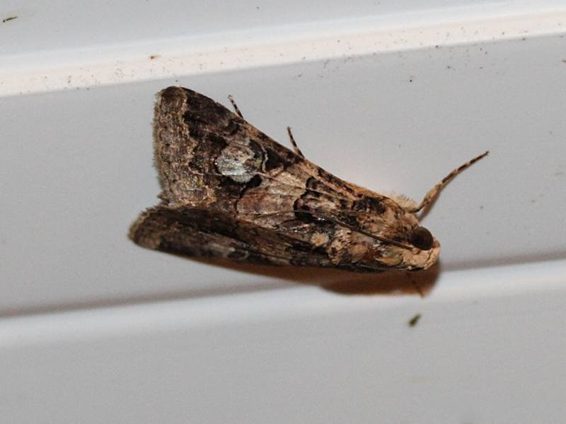 melipotis_famelica3md