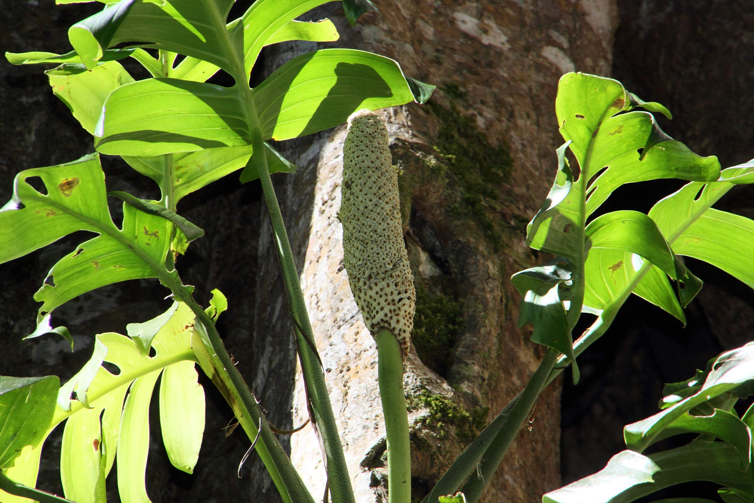 monstera_dissecta2md