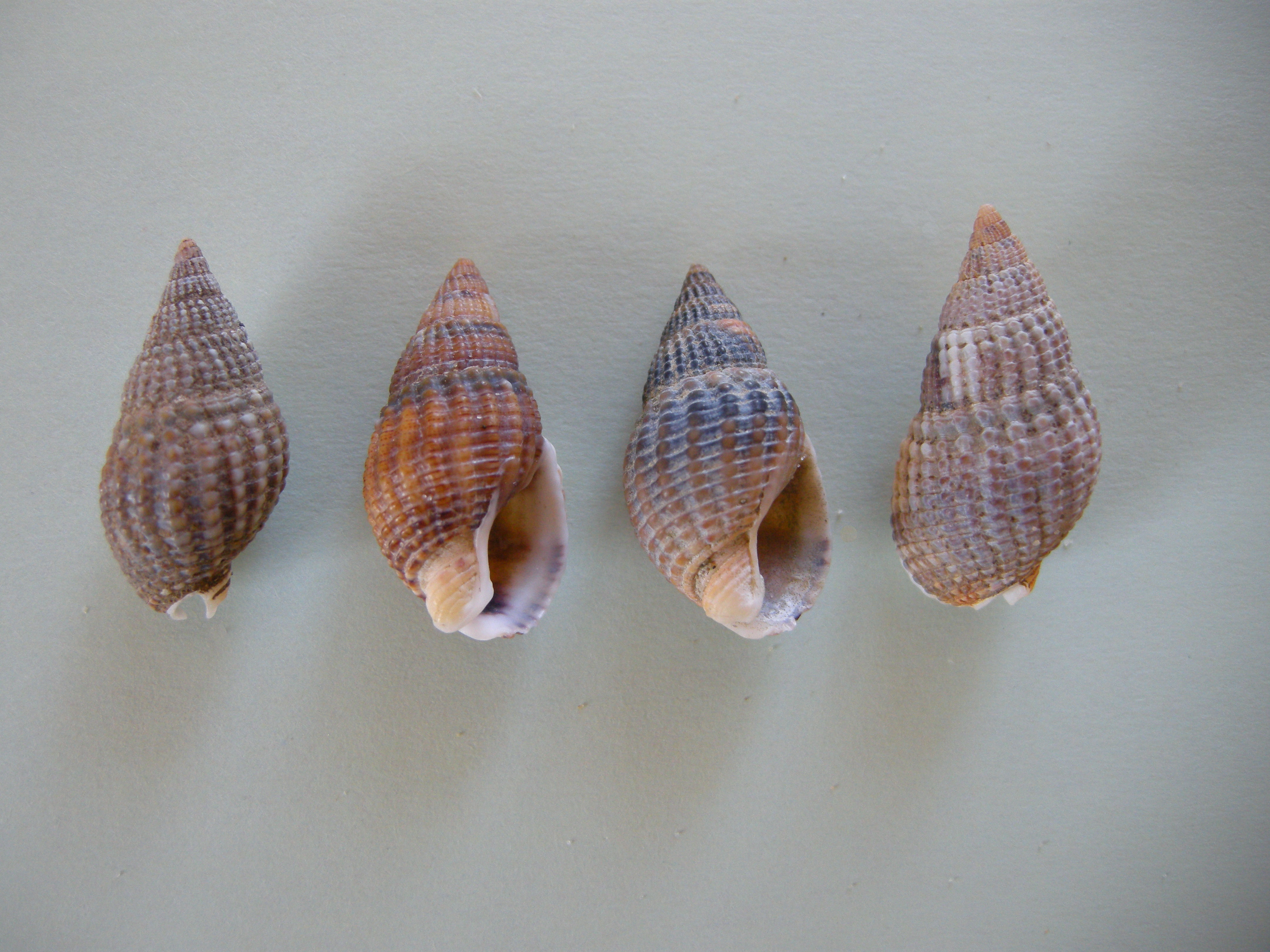 Nassarius_reticulatus