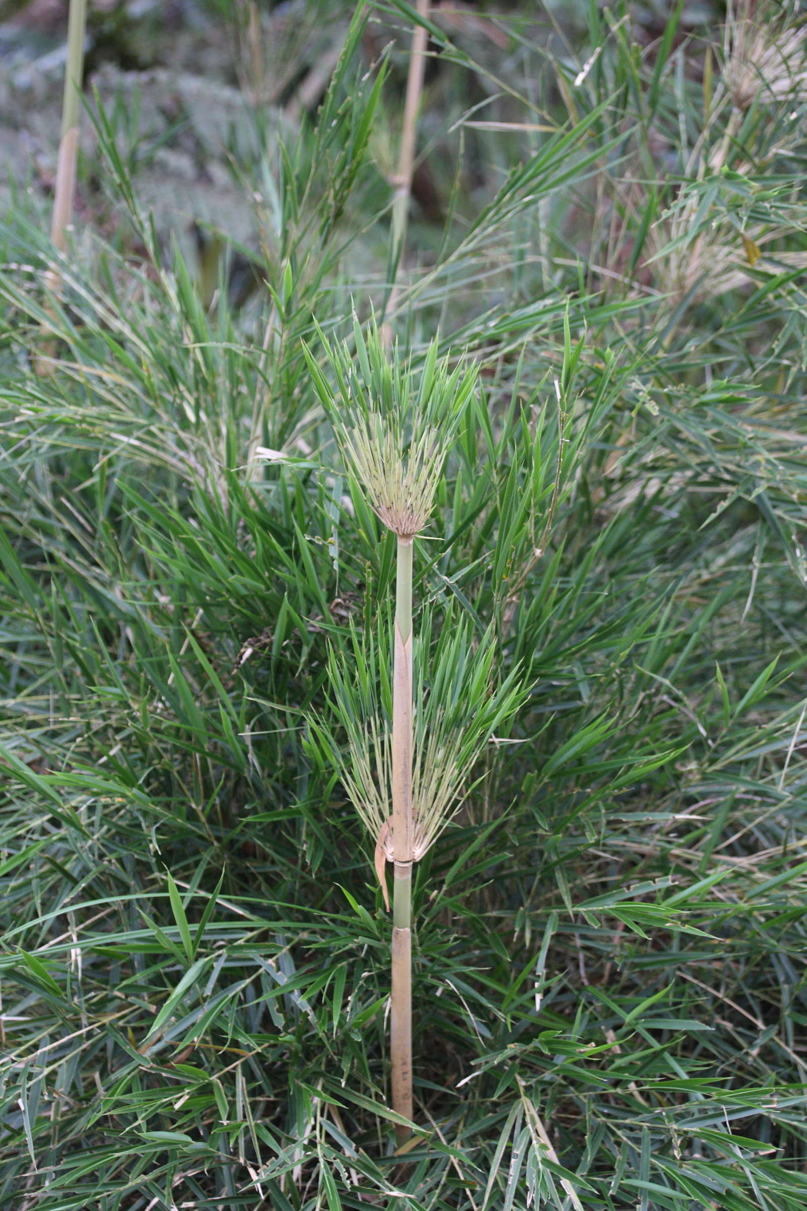 nastus_borbonicus4md