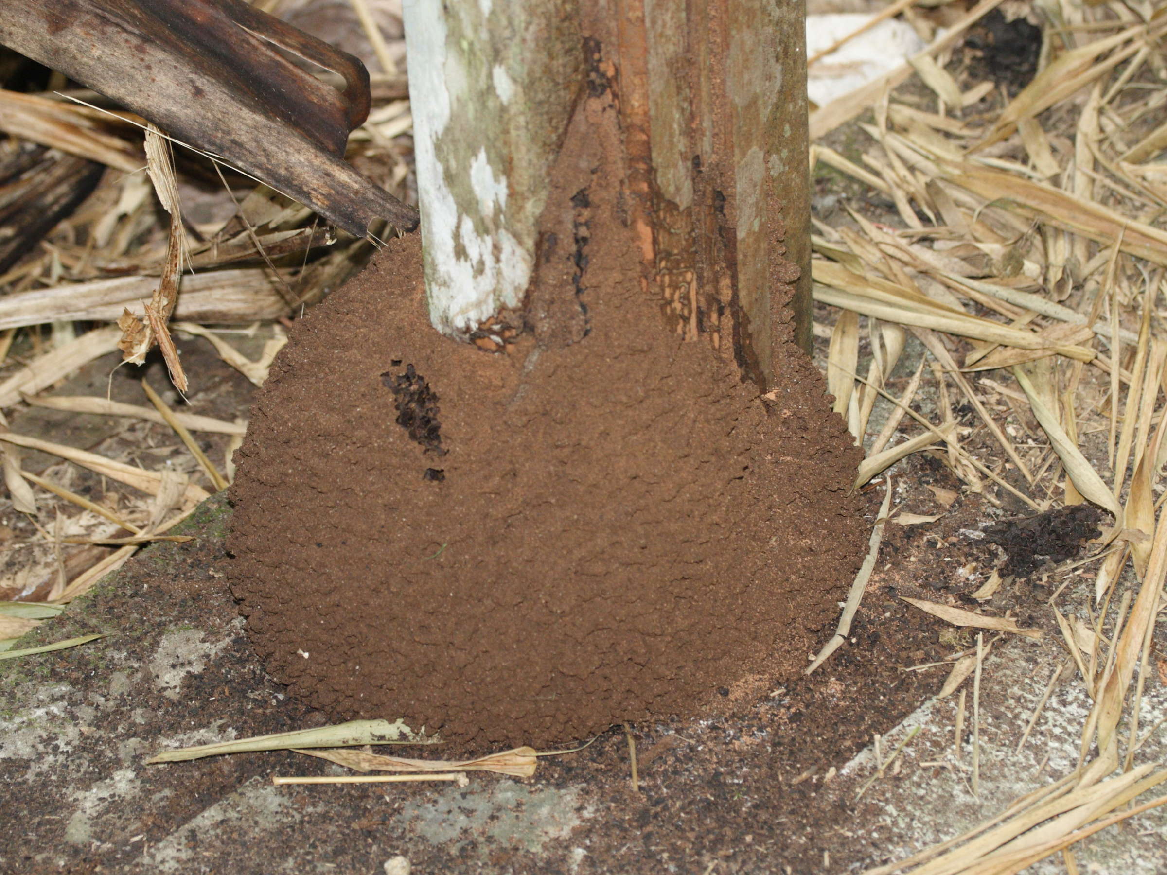 nasutitermes_corniger2md