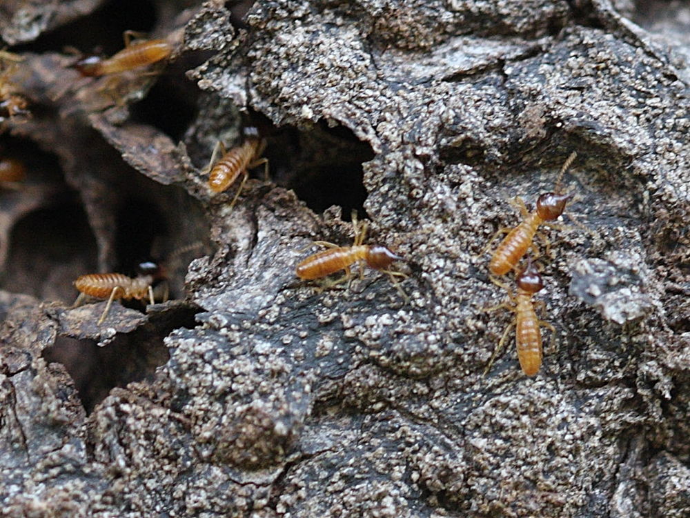 nasutitermes_ephratae2md