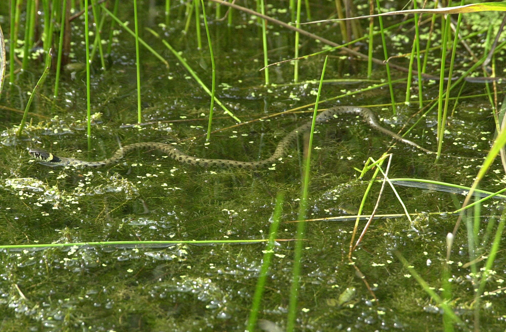 Afficher le média natrix_natrix1md natrix_natrix1md