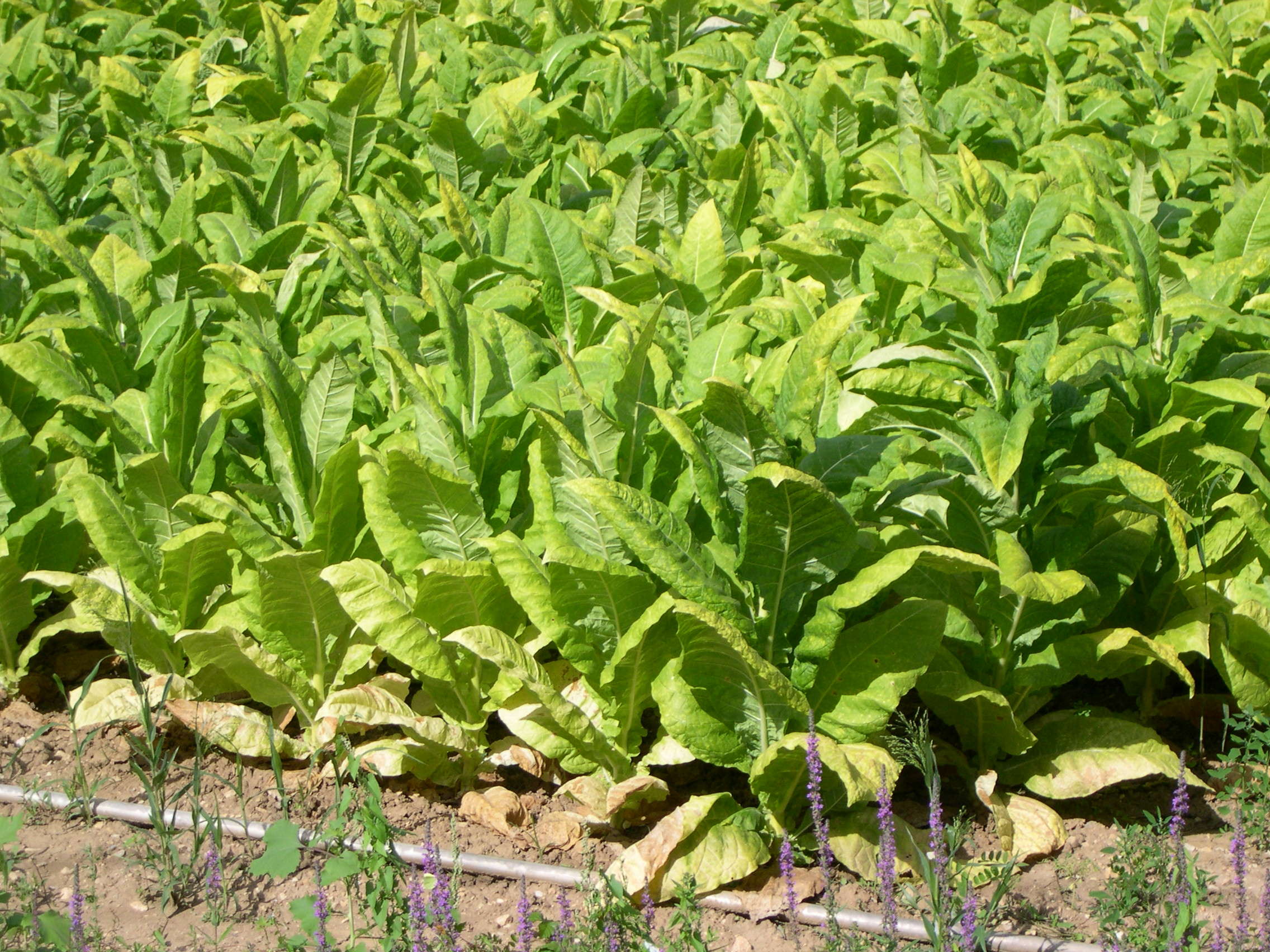 nicotiana_tabacum1md