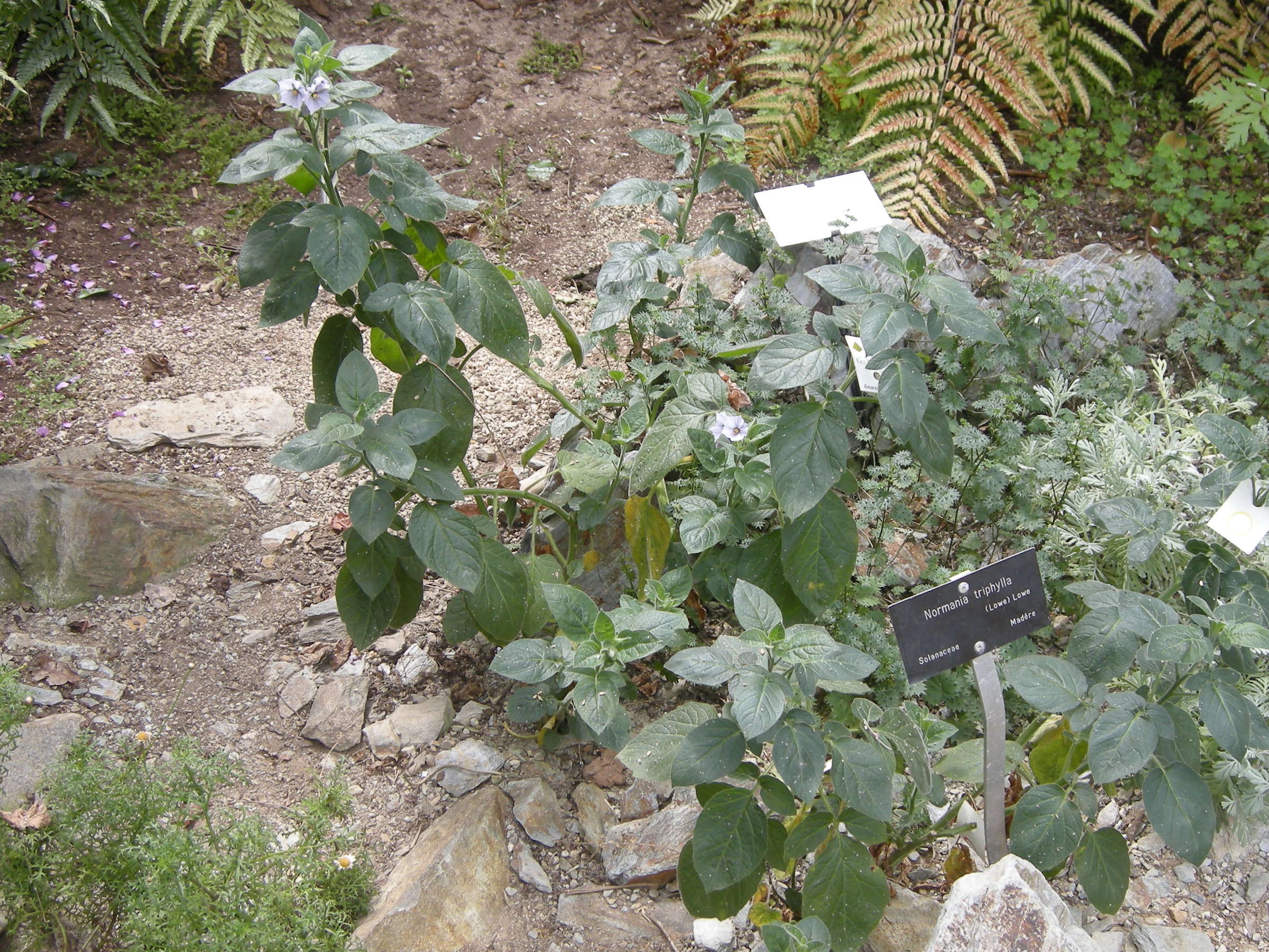 normania_triphylla1bd