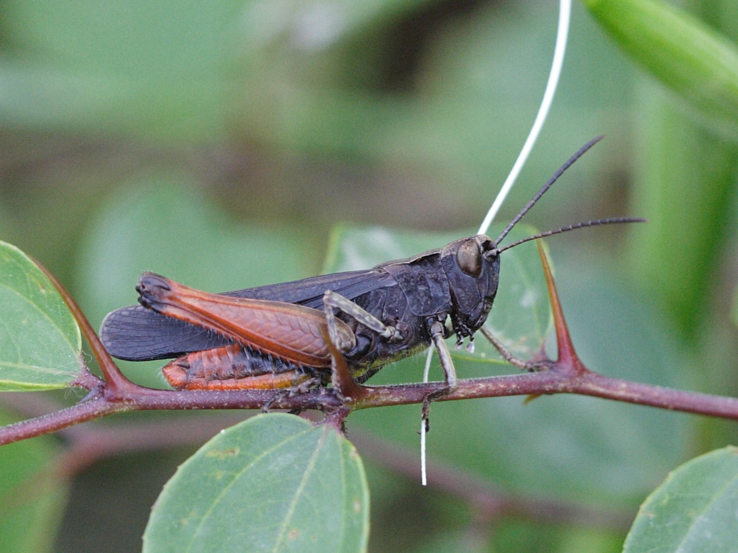 omocestus_rufipes4md