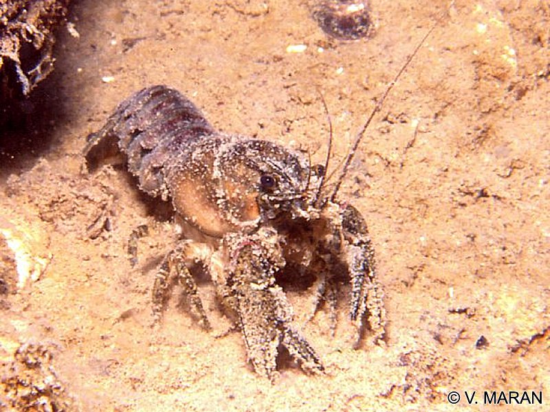 Afficher le média orconectes_limosus1vm orconectes_limosus1vm