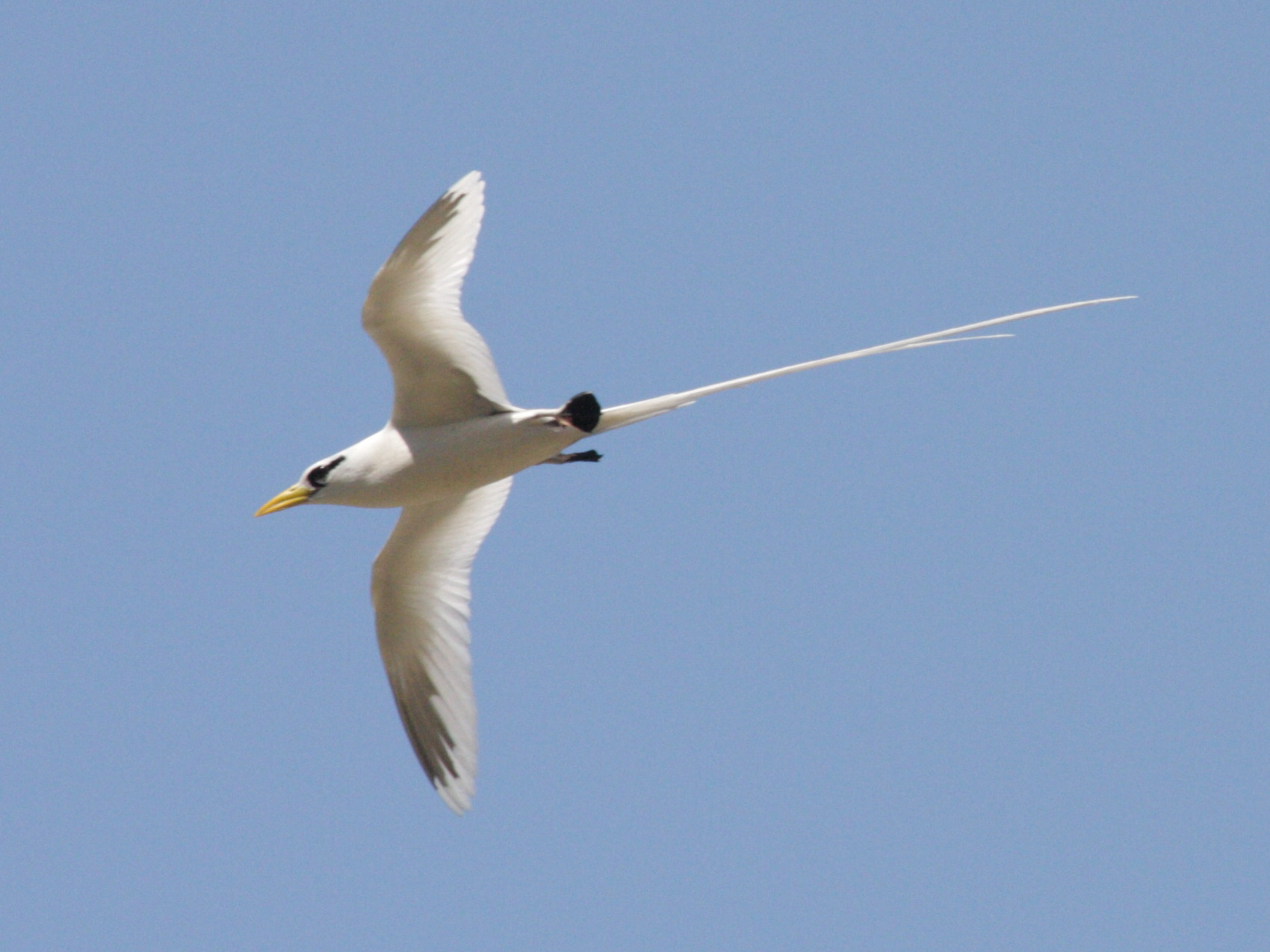 paille_en_queue_a_bec_jaune_-_phaethon_lepturus4bd