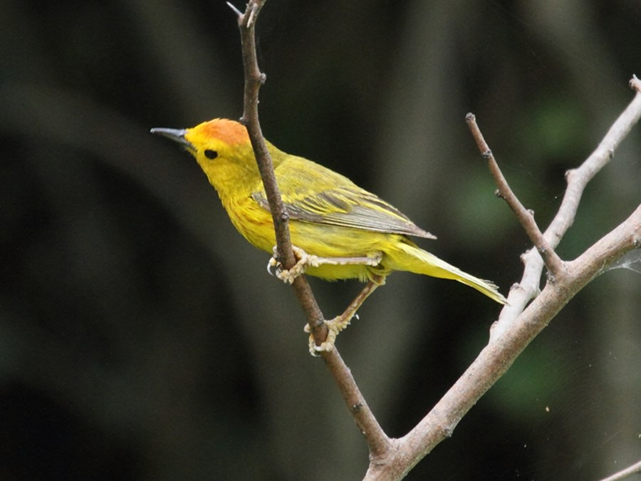 paruline_jaune_-_dendroica_petechia1bd