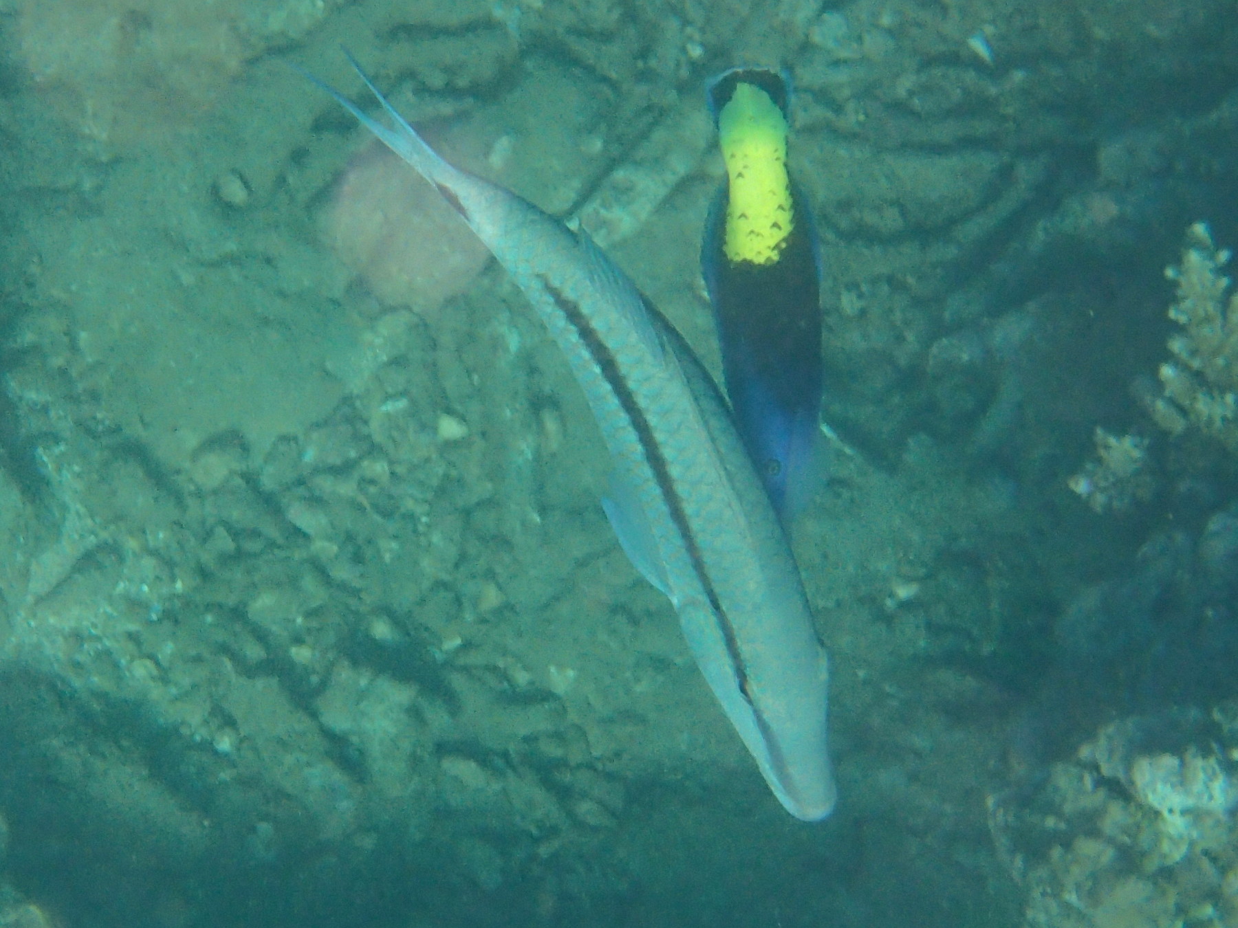 parupeneus_barberinus3bd