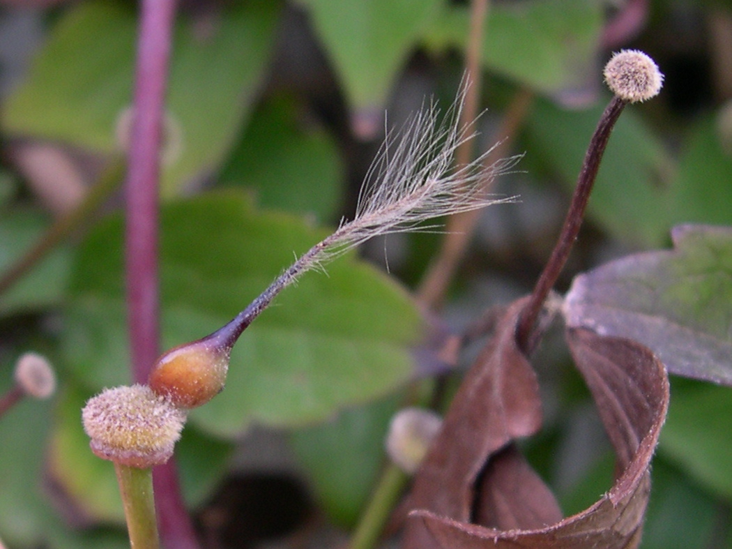 Passiflora_caerulea