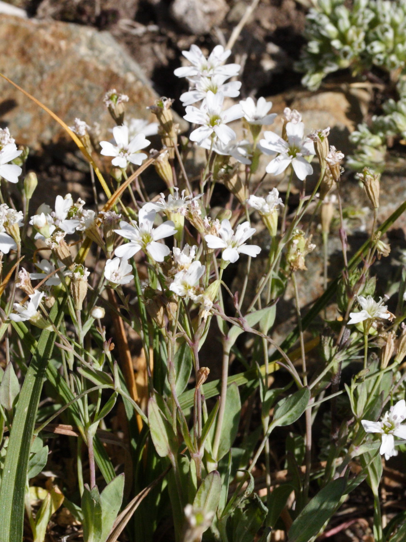 petrocoptis_pyrenaica4md