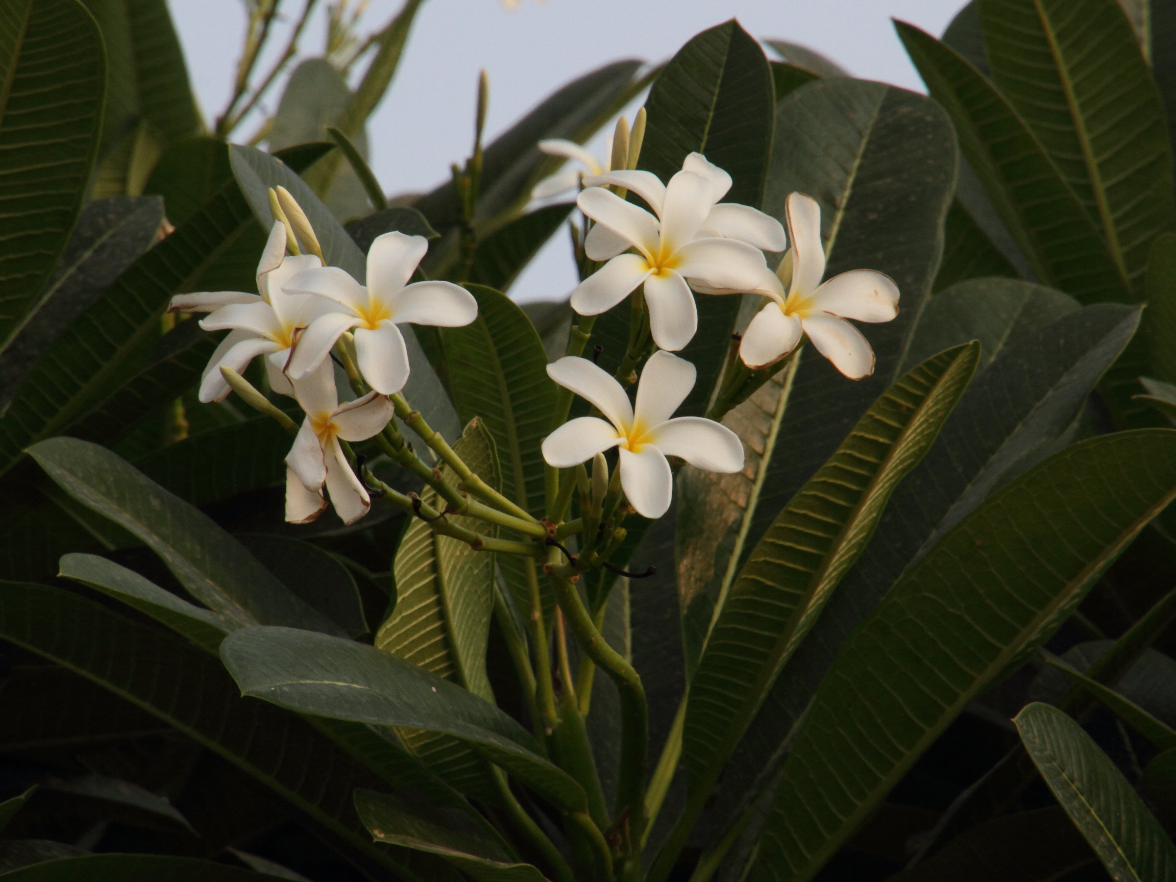 plumeria_acuminata2md