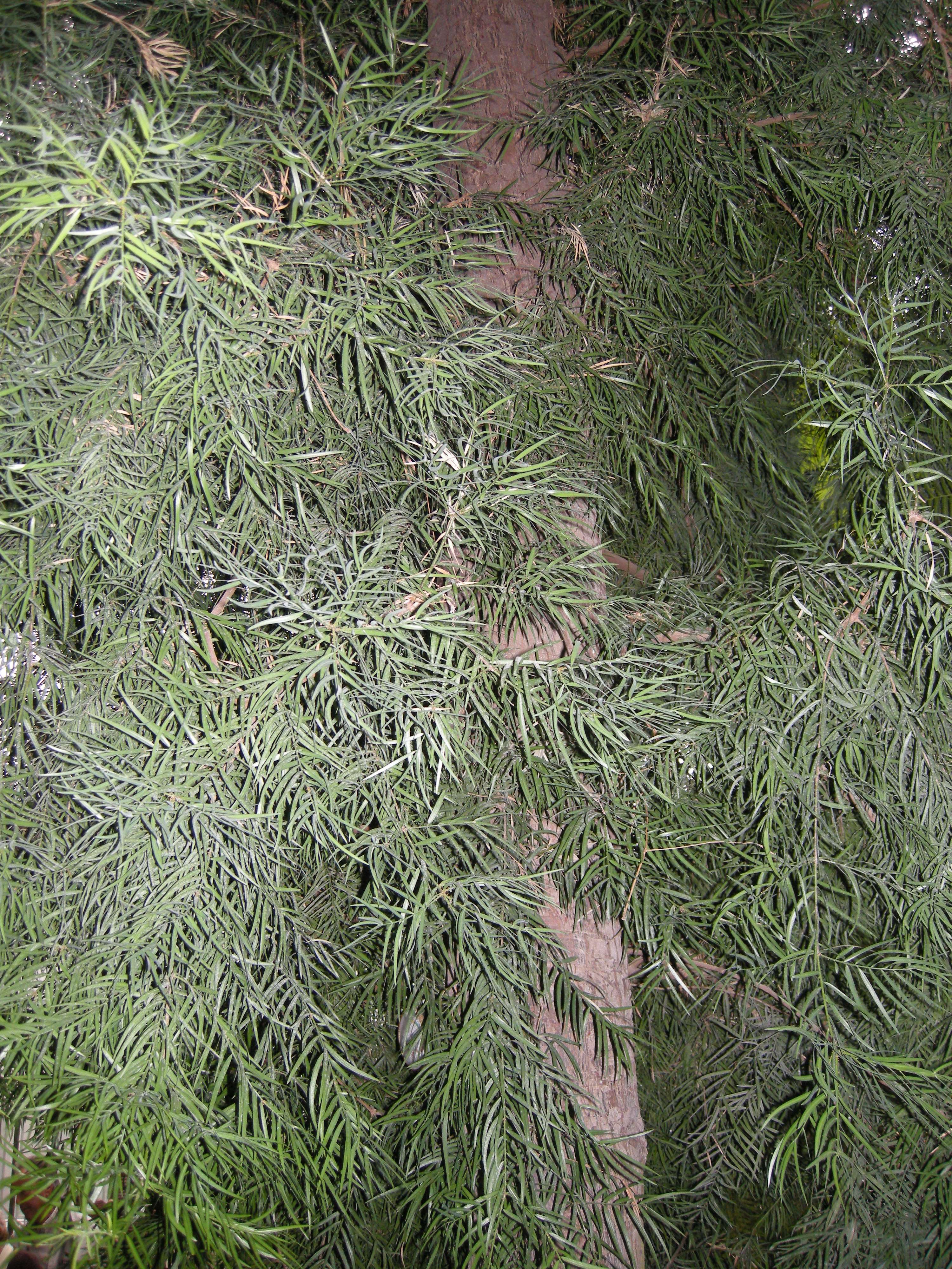 podocarpus_elongatus2md